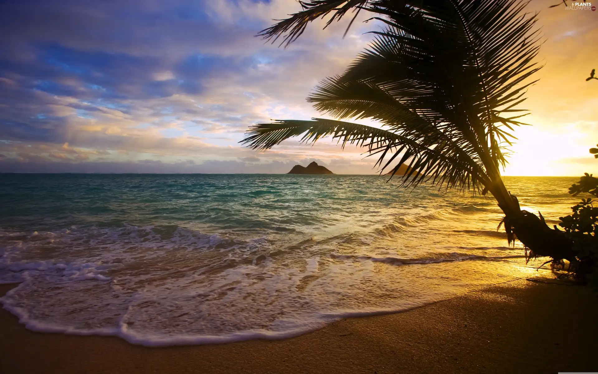 west, sea, Palm, sun