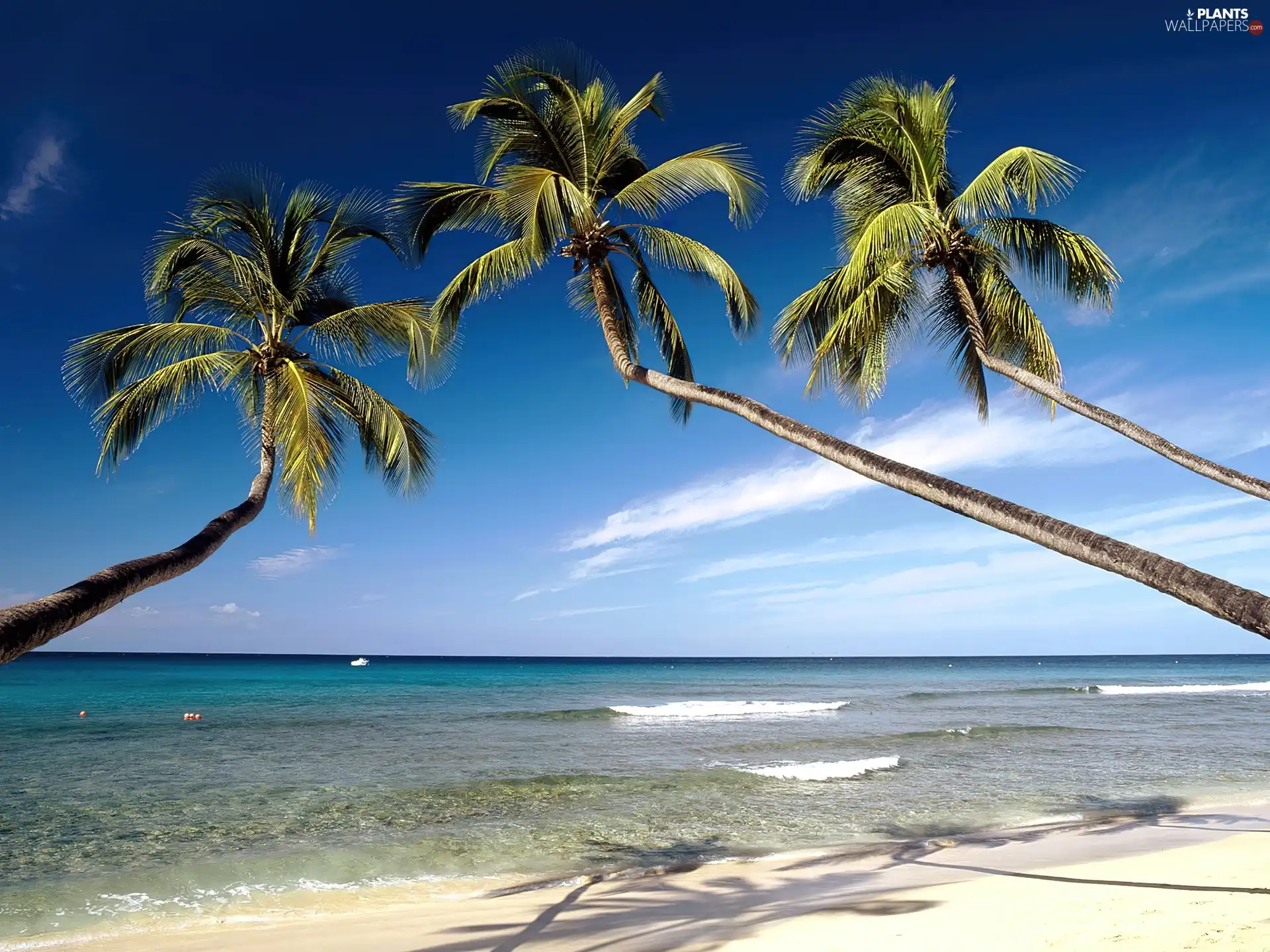 Palms, sea, Beaches