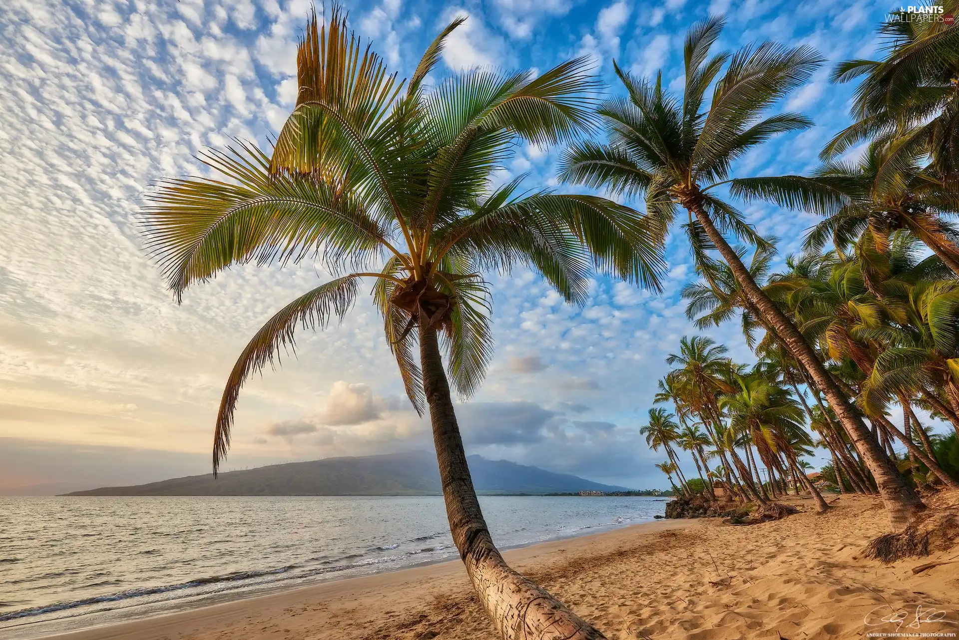 Beaches, sea, Maui Island, Palms, Aloha State Hawaje