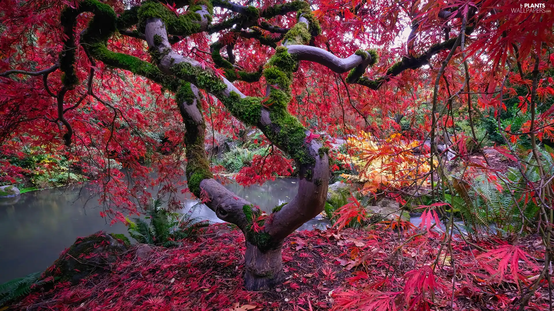 trees, mossy, branch pics, Japanese Maple