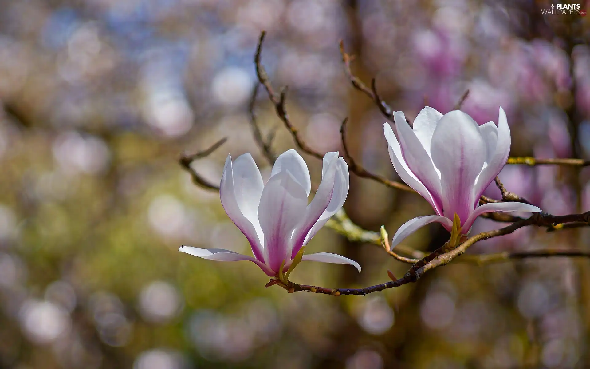 Flowers, Magnolia, pale pink, Two cars, branch pics