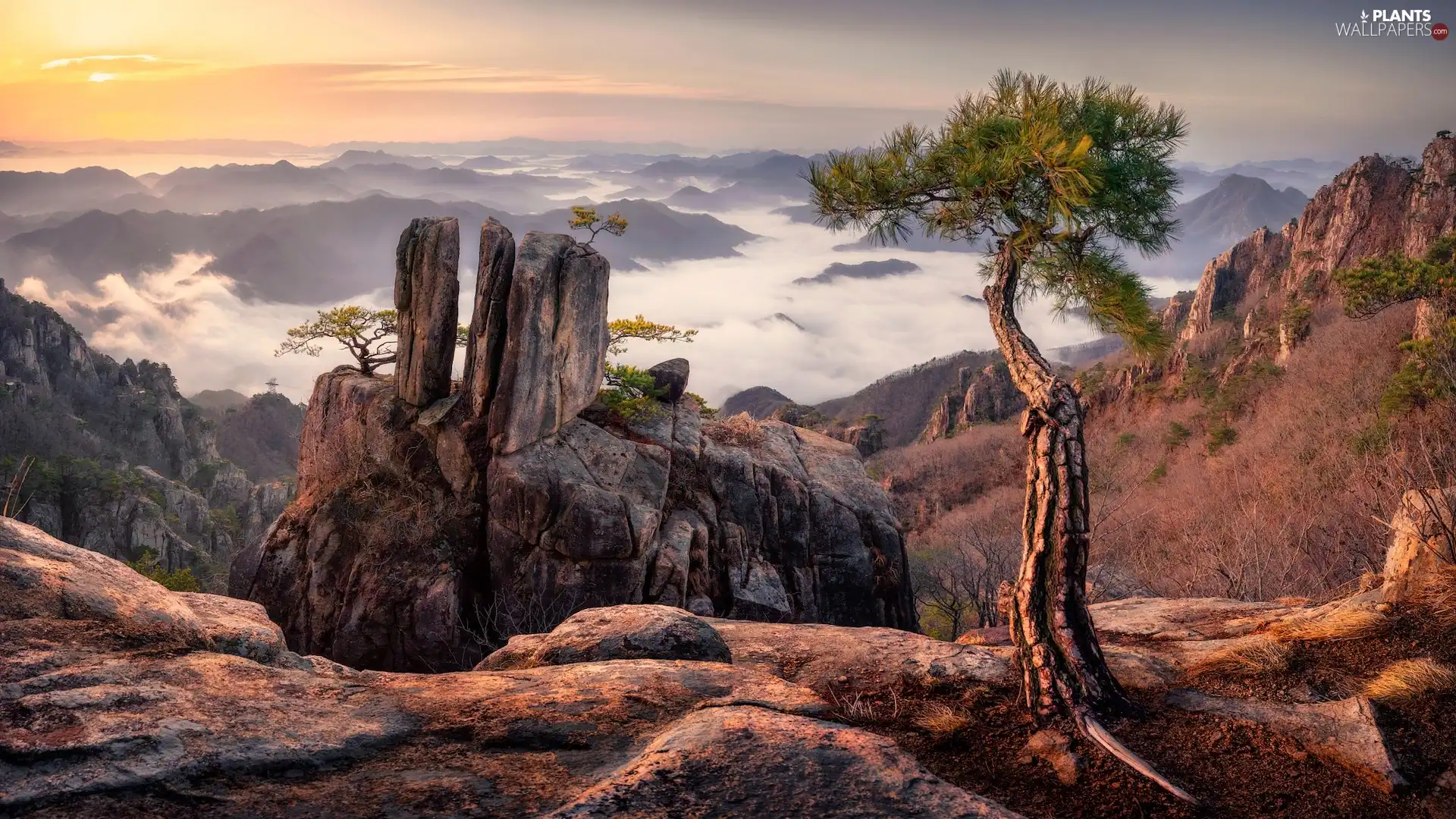 Fog, pine, Mountains, rocks, Sunrise
