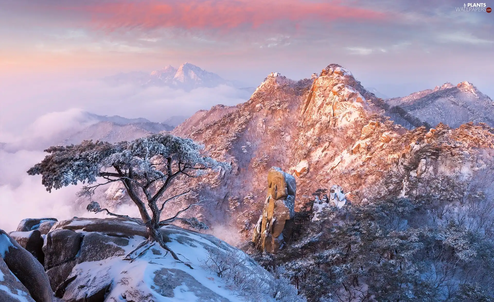 Mountains, South Korea, Snowy, winter, Stones, pine, viewes, Bukhansan National Park, Gyeonggi-do Province, trees, rocks