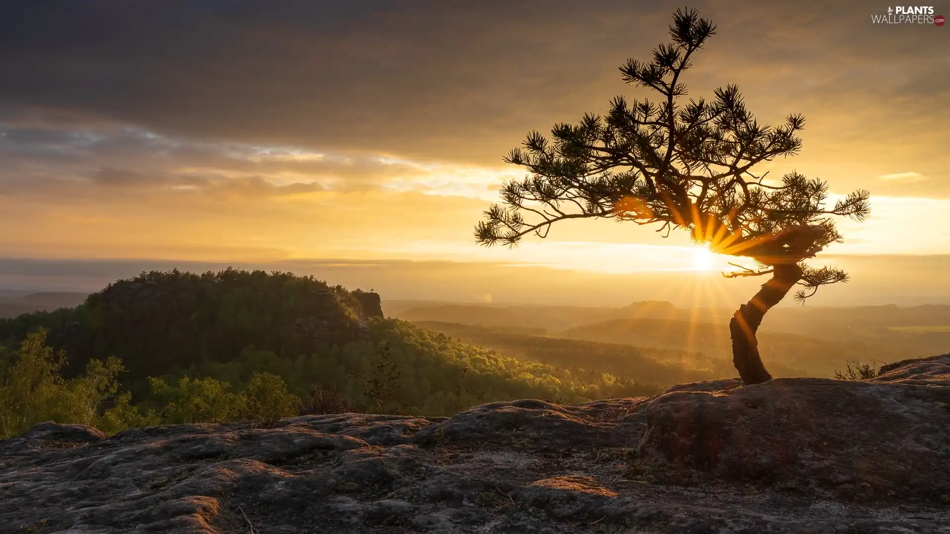 Děčínská vrchovina, pine, clouds, trees, Sunrise, Saxon Switzerland National Park, Germany, viewes