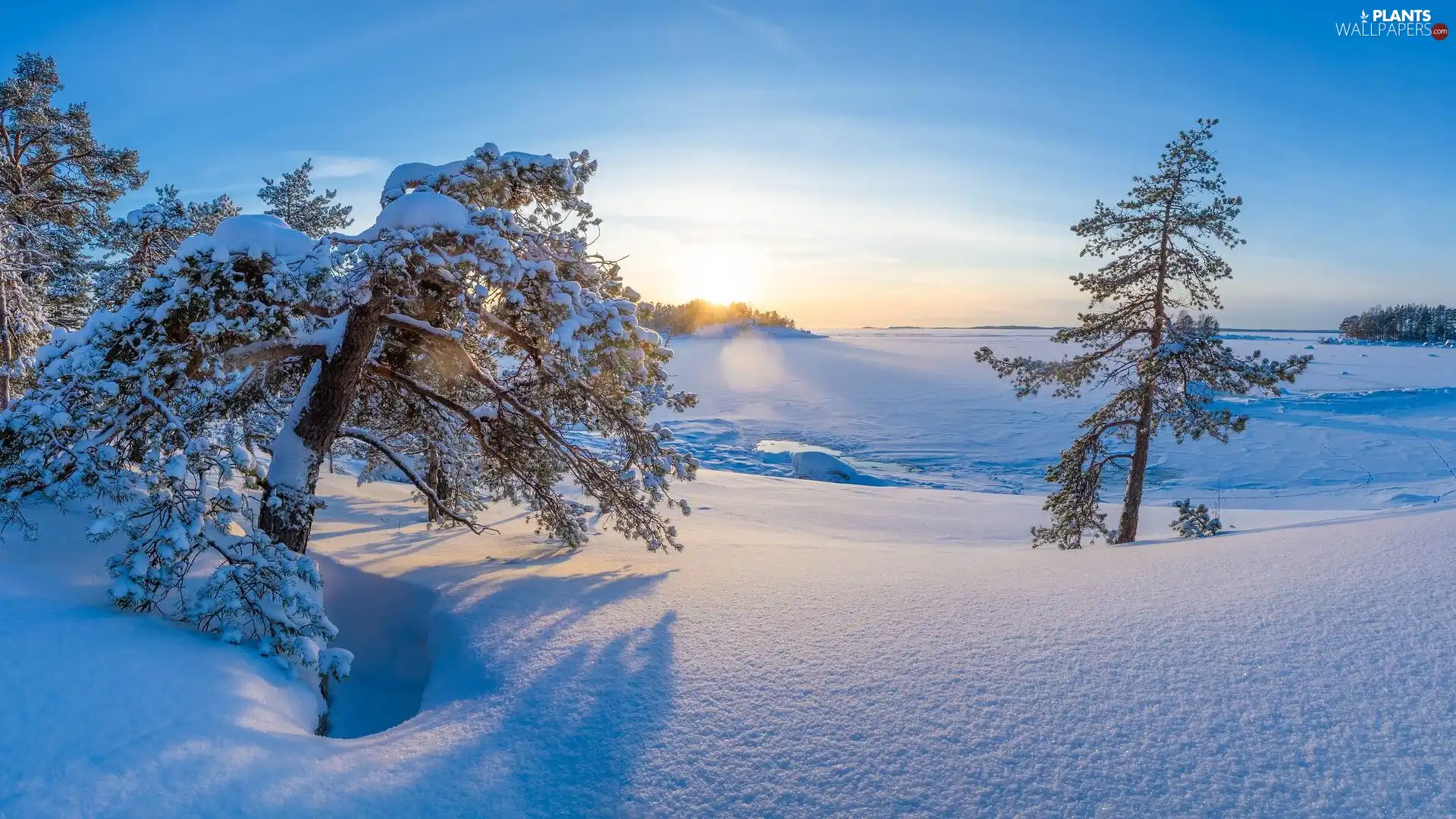 Sunrise, winter, viewes, pine, trees, snow