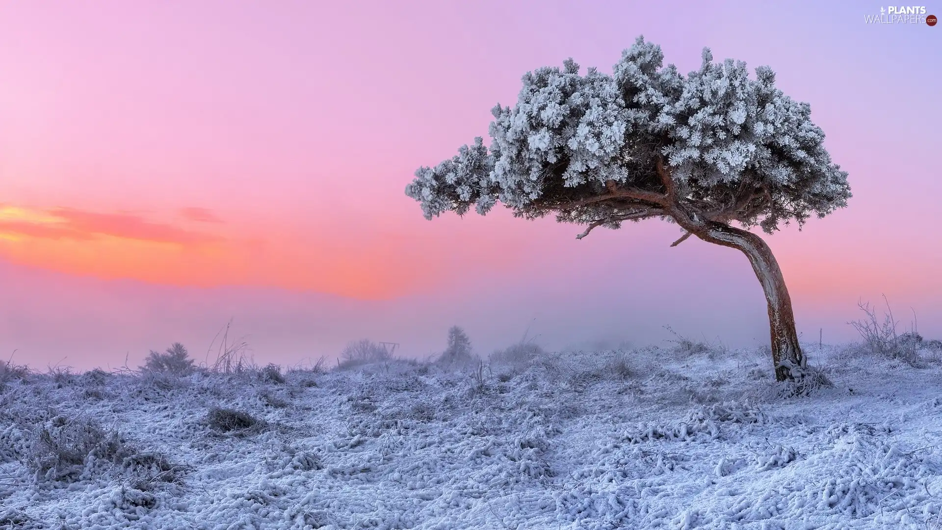 pine, Great Sunsets, frosty, trees, winter