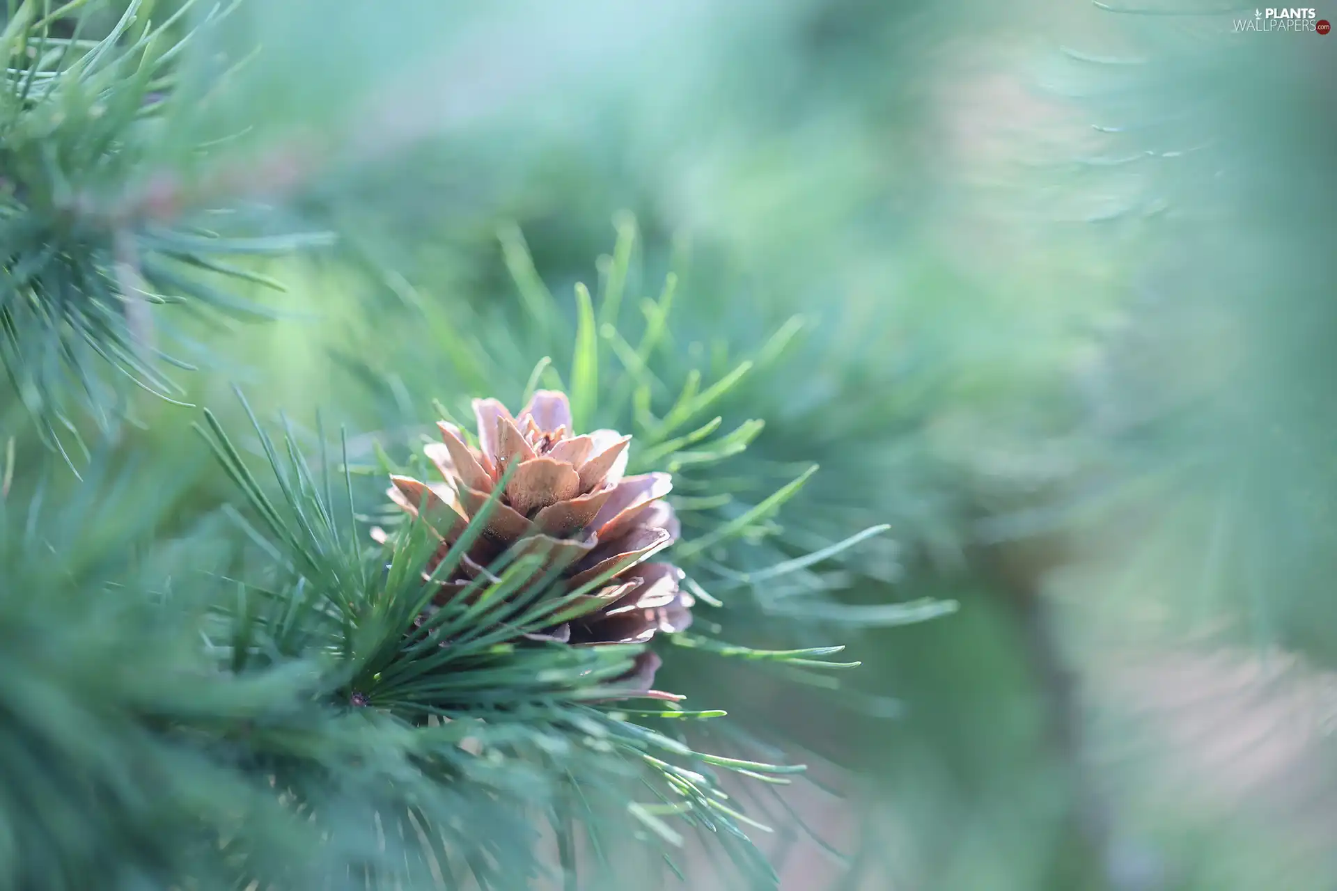 pine, cone, twig
