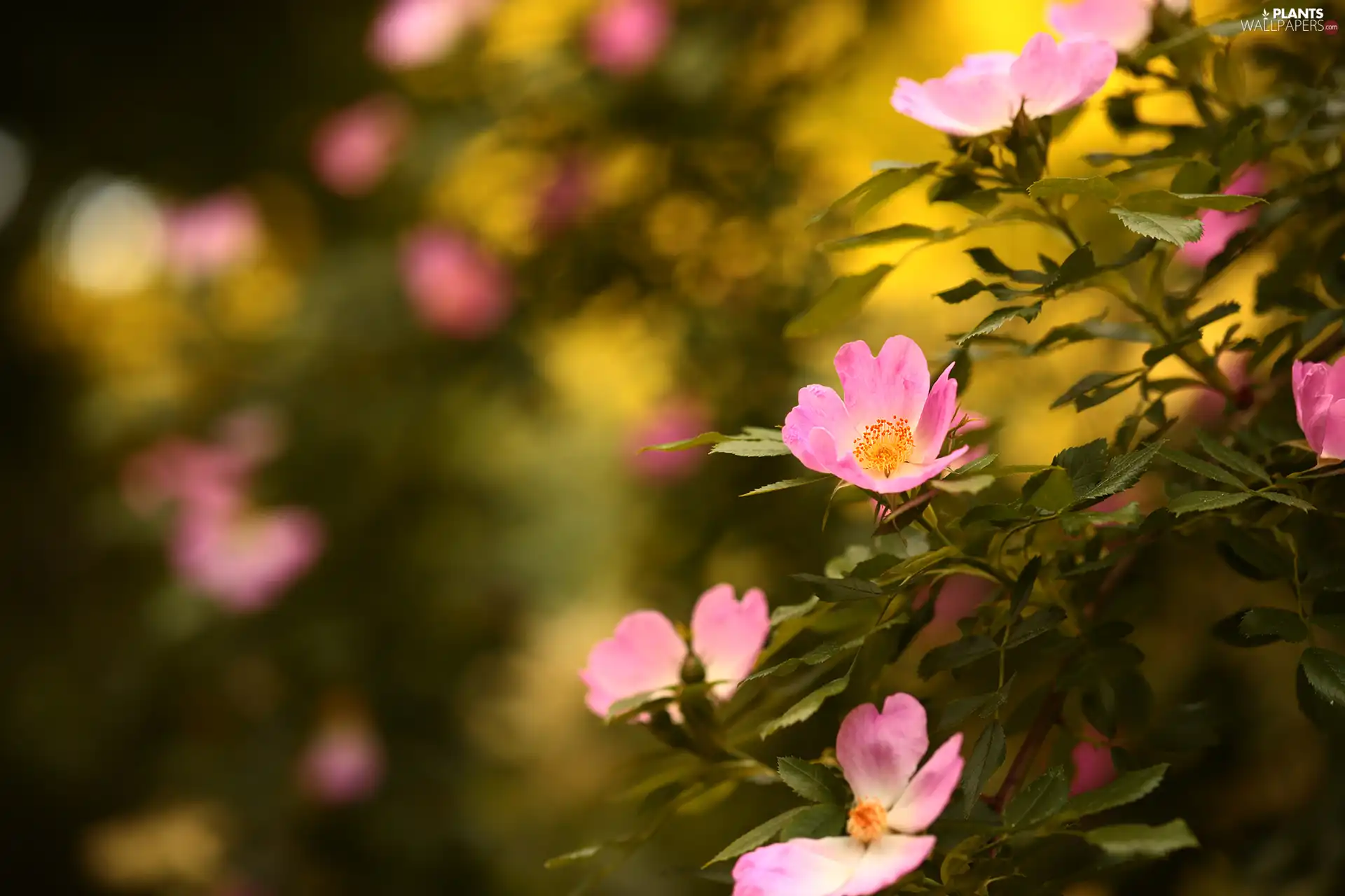 Flowers, Wild Roses, Pink