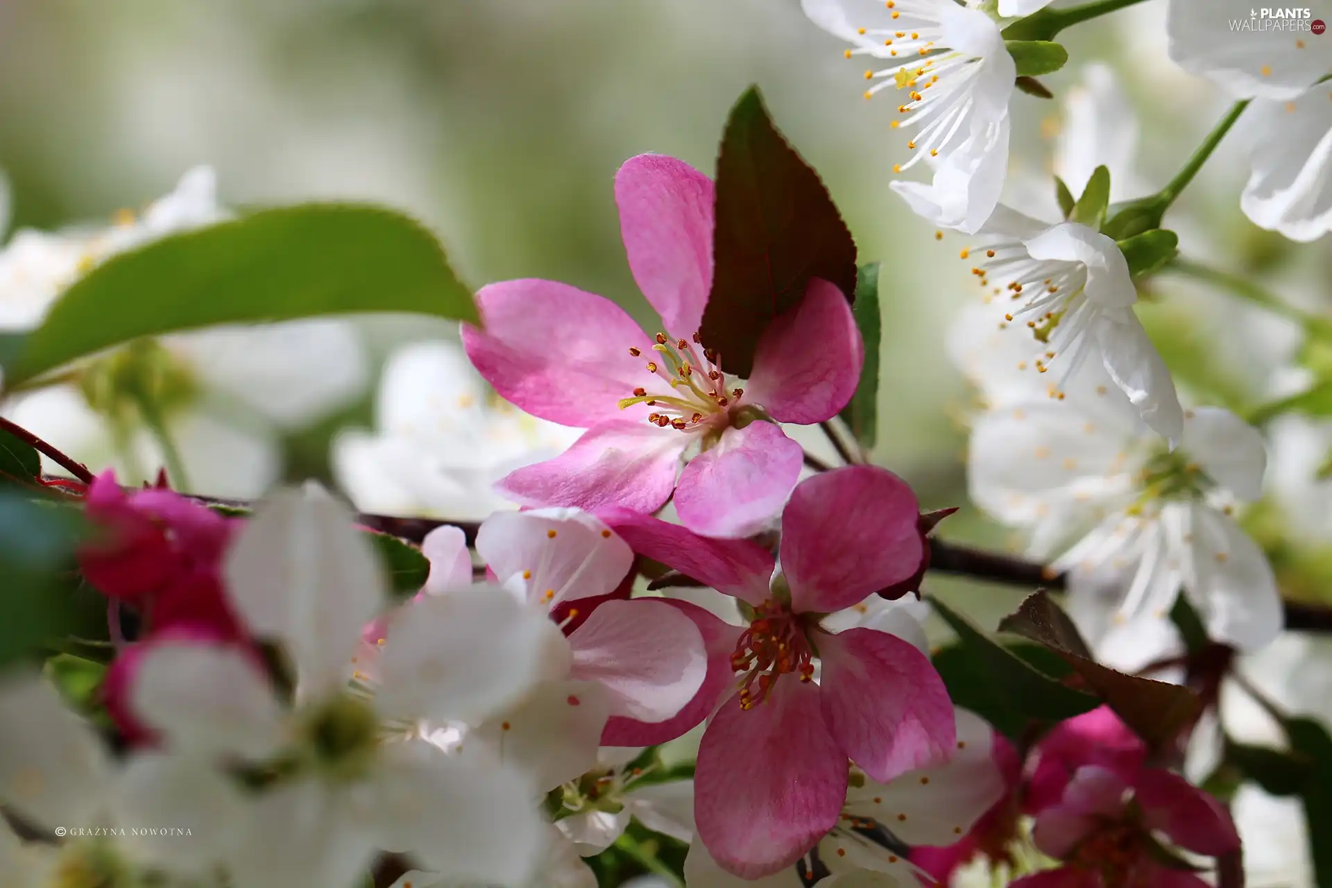 Pink, Flowers, fruit, White, trees