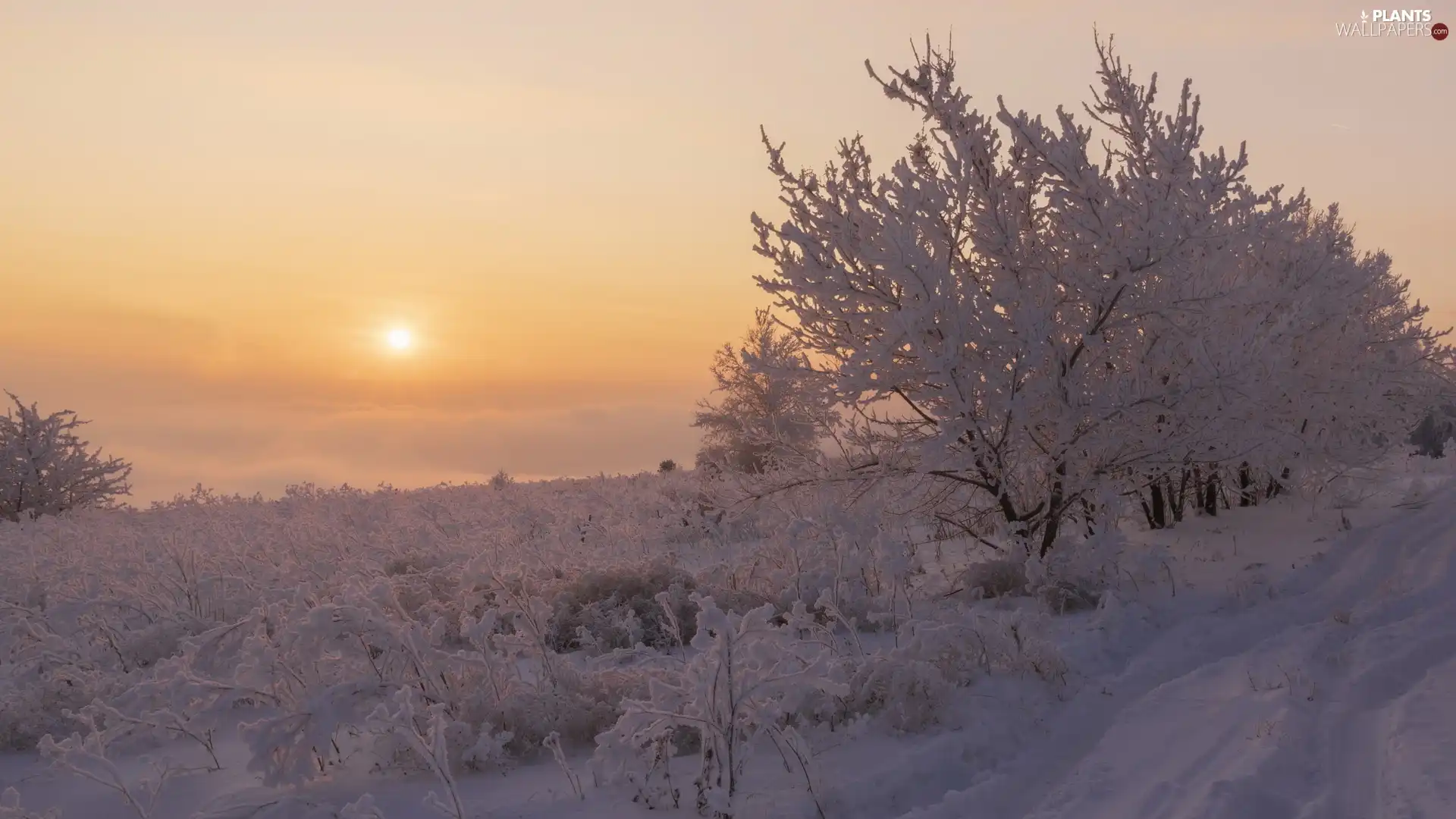 Snowy, Sunrise, viewes, Plants, trees, winter