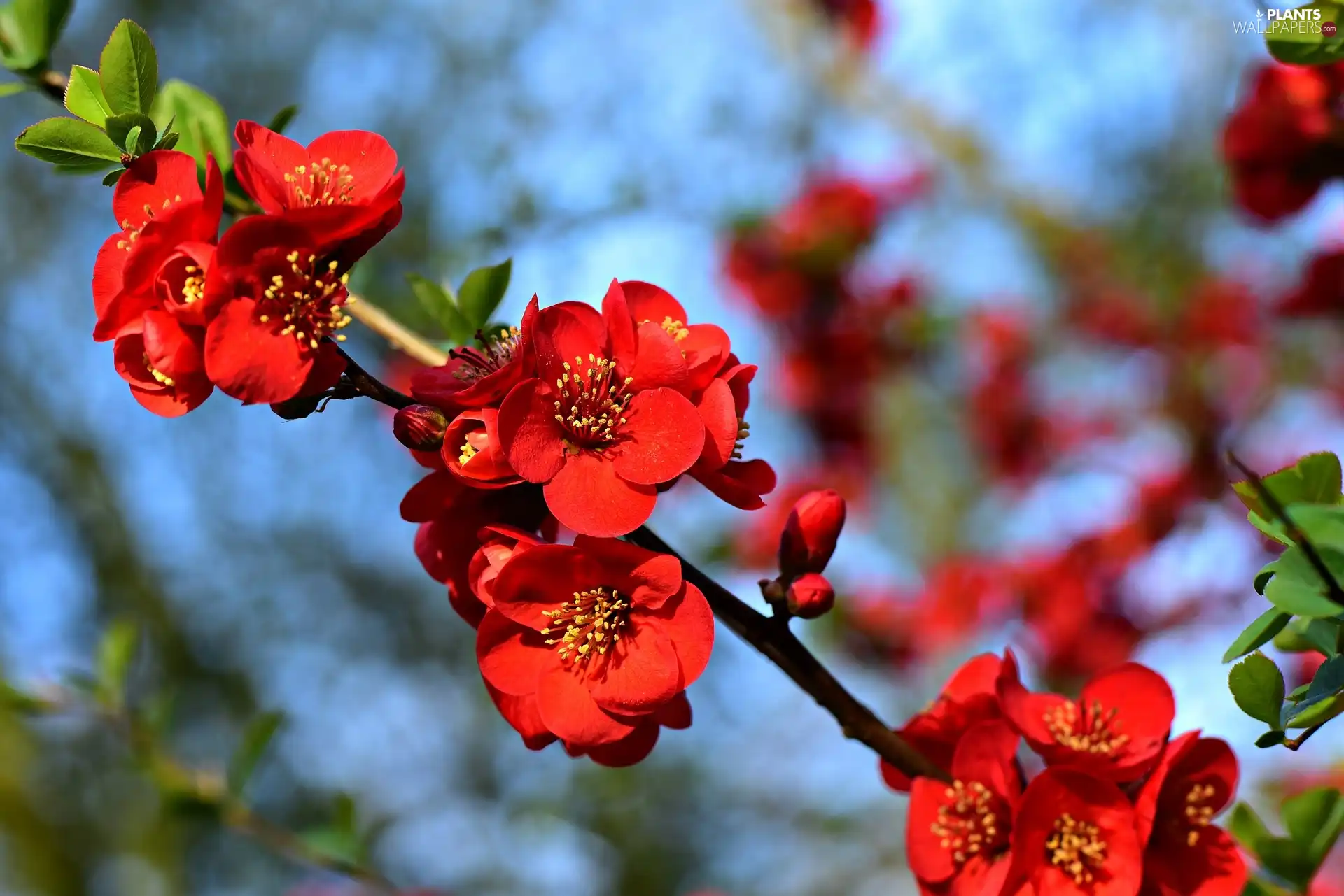 Japanese Quince, Flowers, twig, Red