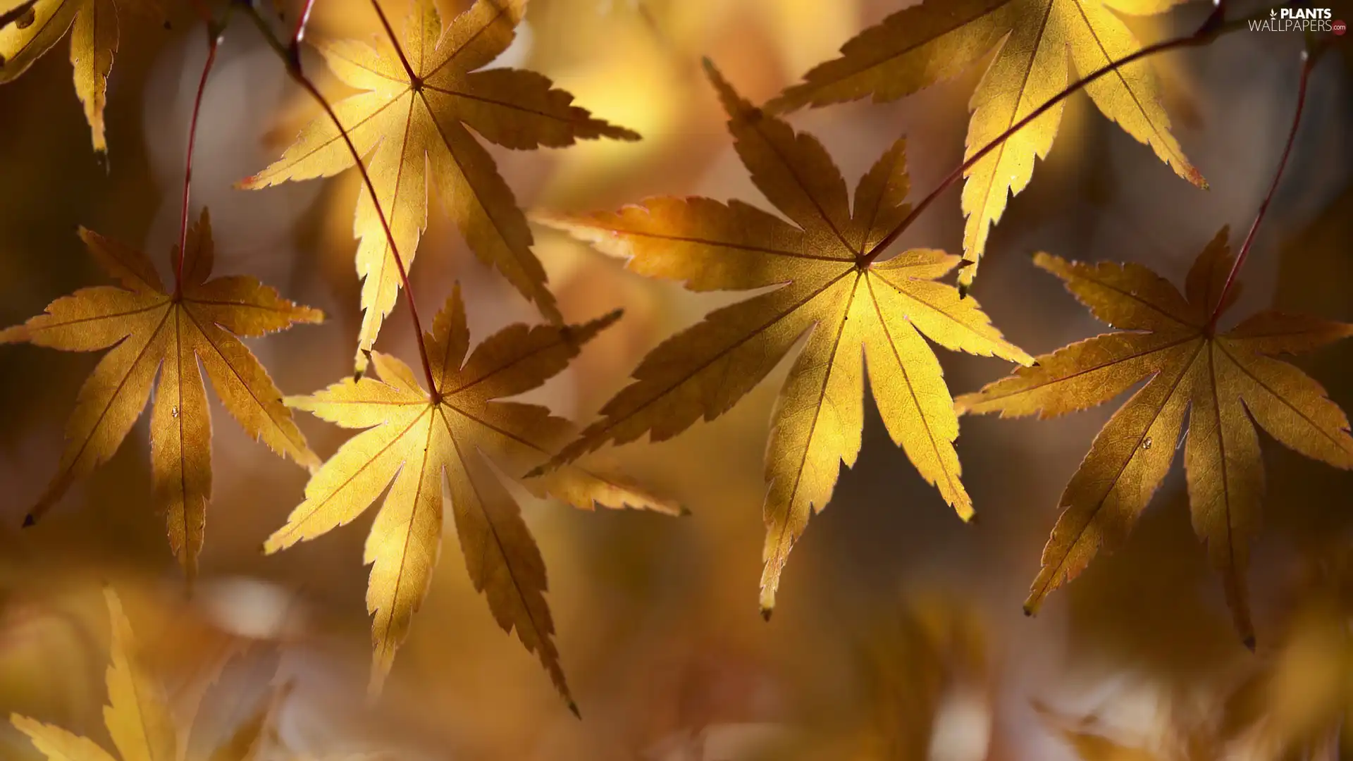 maple, rapprochement, blurry background, Leaf