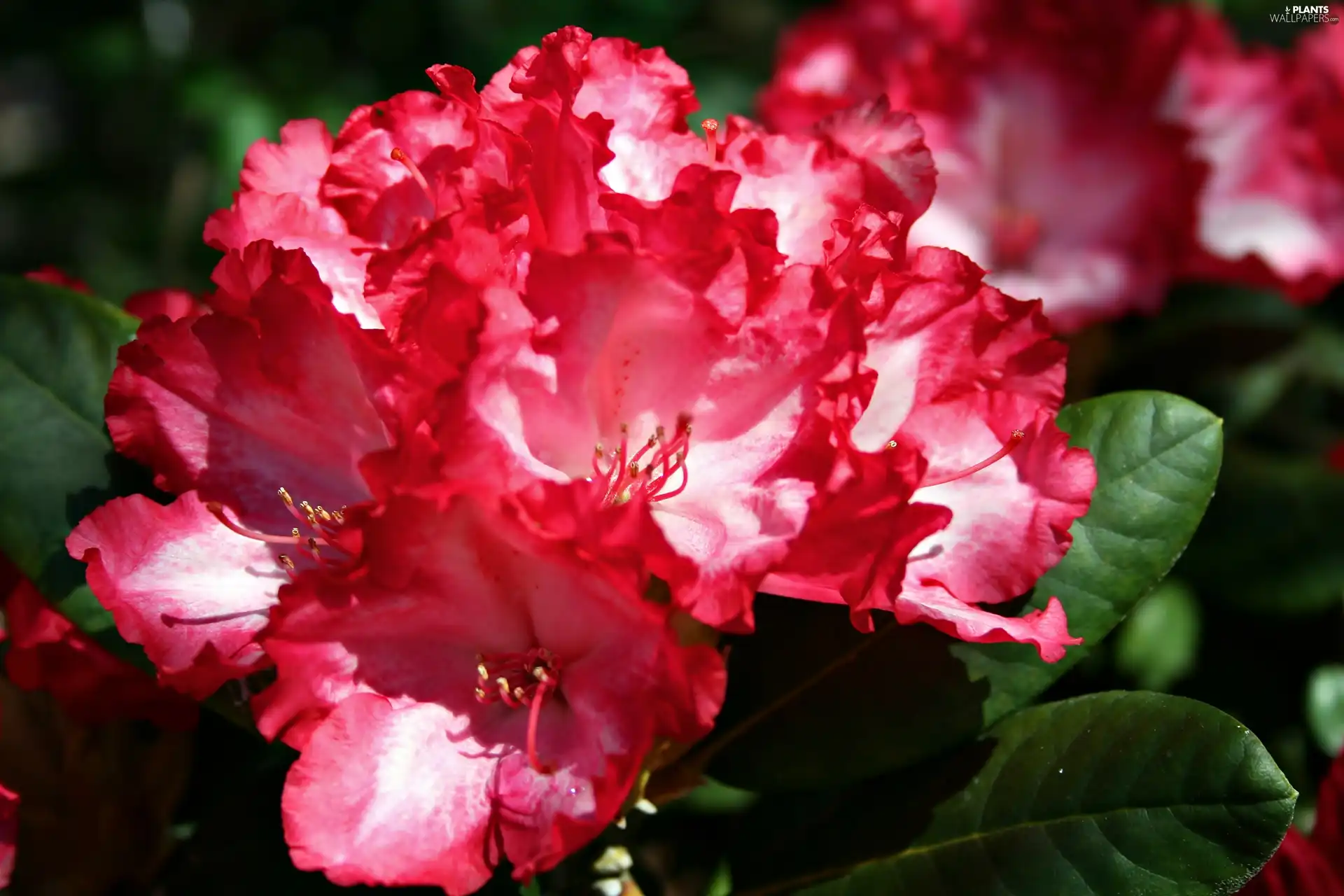 rhododendron, Colourfull Flowers, rapprochement, Red