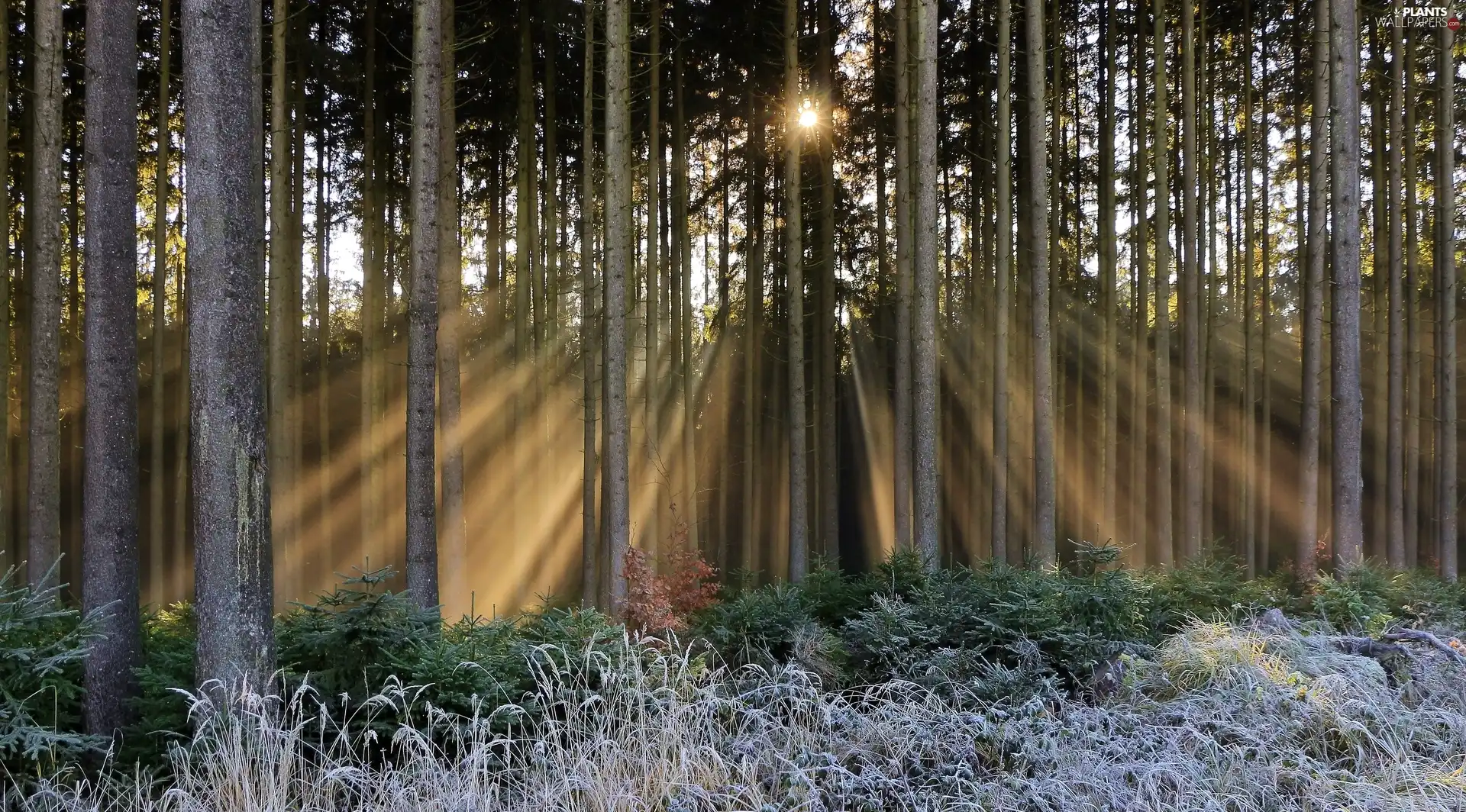 grass, forest, viewes, rays of the Sun, trees