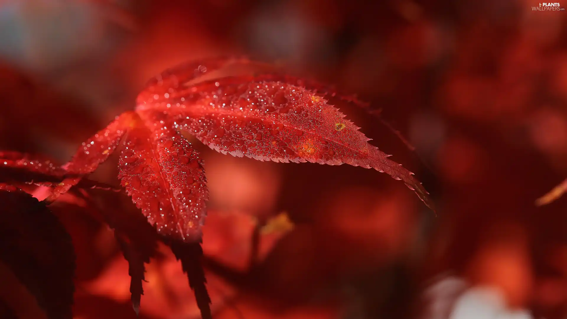 drops, leaf, background, Red, wet, fuzzy, Close
