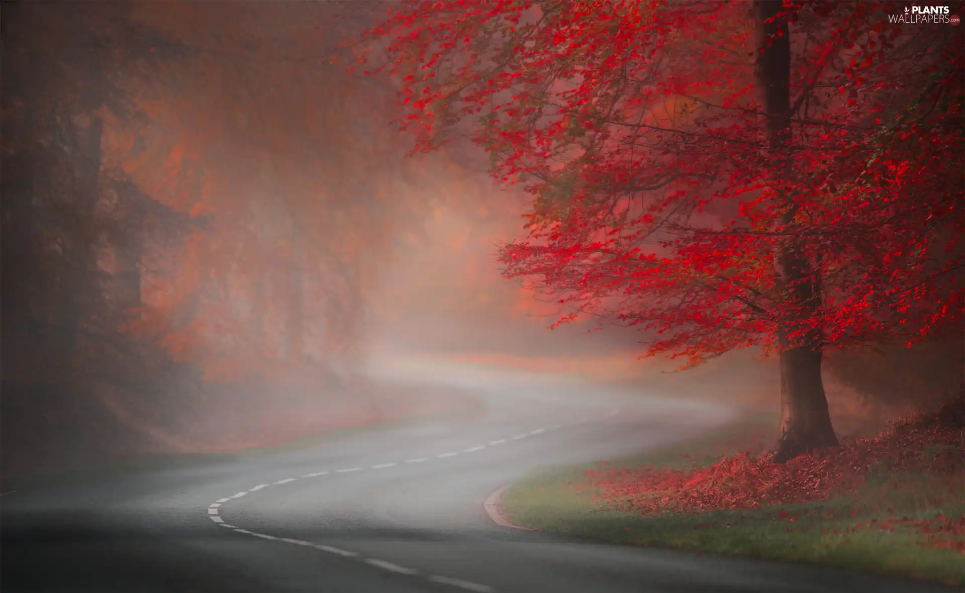 viewes, Way, Leaf, trees, autumn, Red, Fog