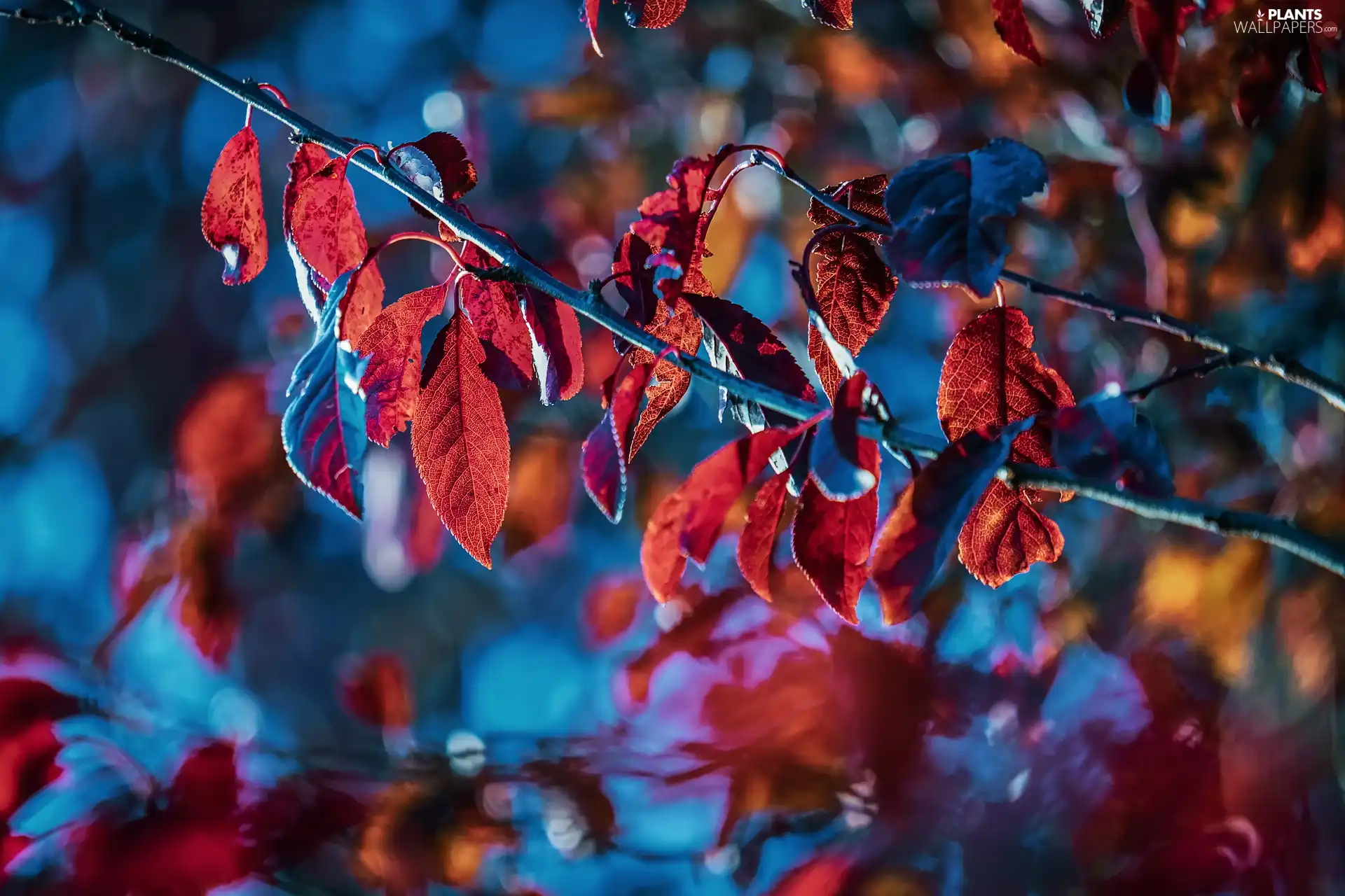Twigs, illuminated, Leaf, Red