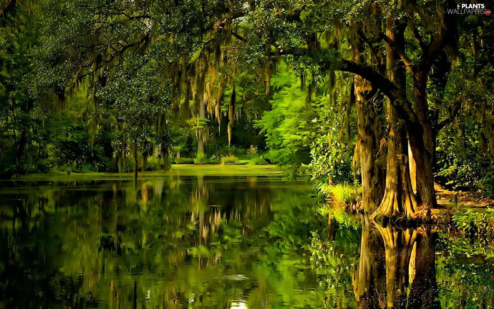 lake, viewes, reflection, trees