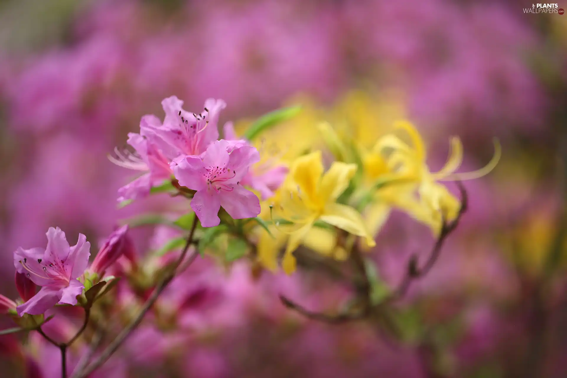 Azaleas, Pink, Flowers, rhododendron