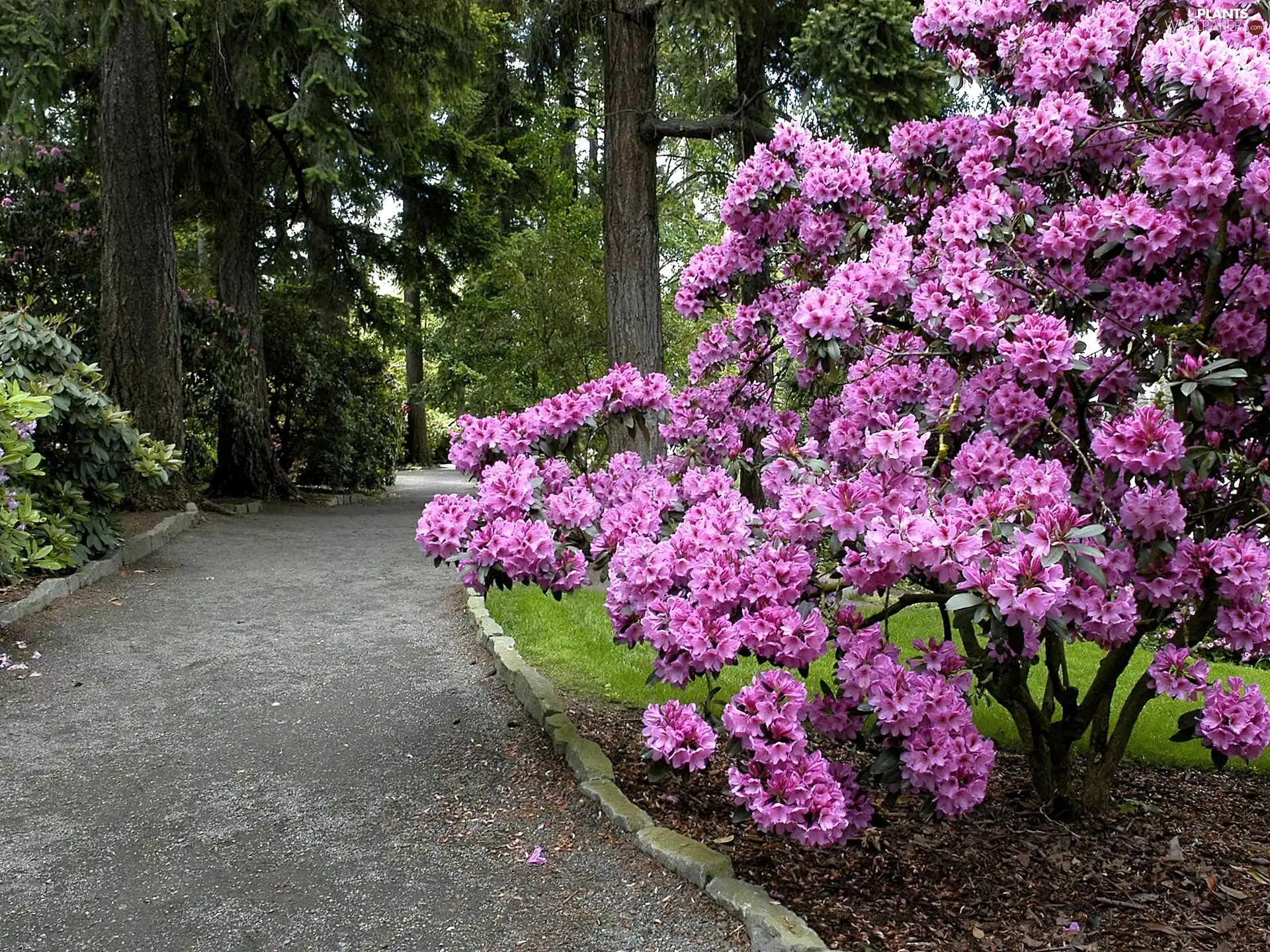 Park, Bush, rhododendron, alley