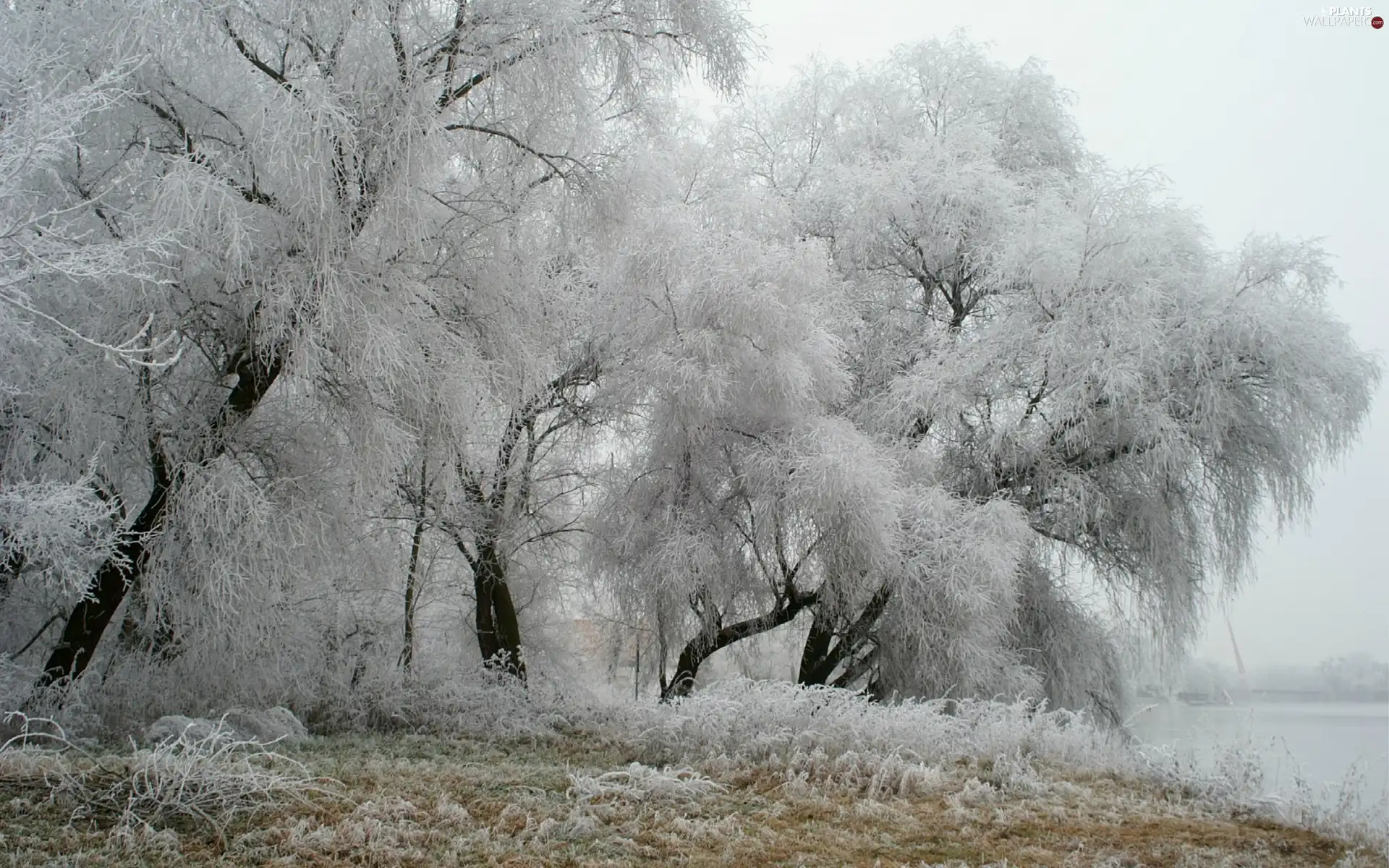 trees, winter, rime, viewes