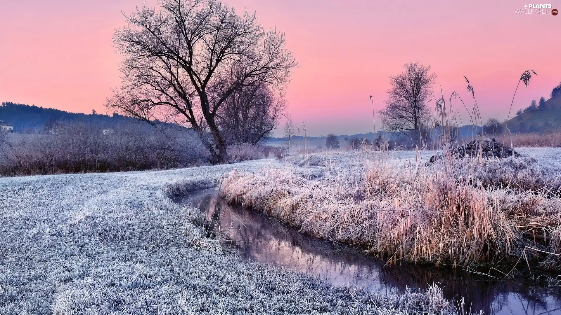 River, morning, trees, viewes, Sky, winter, grass, Pink, frosted