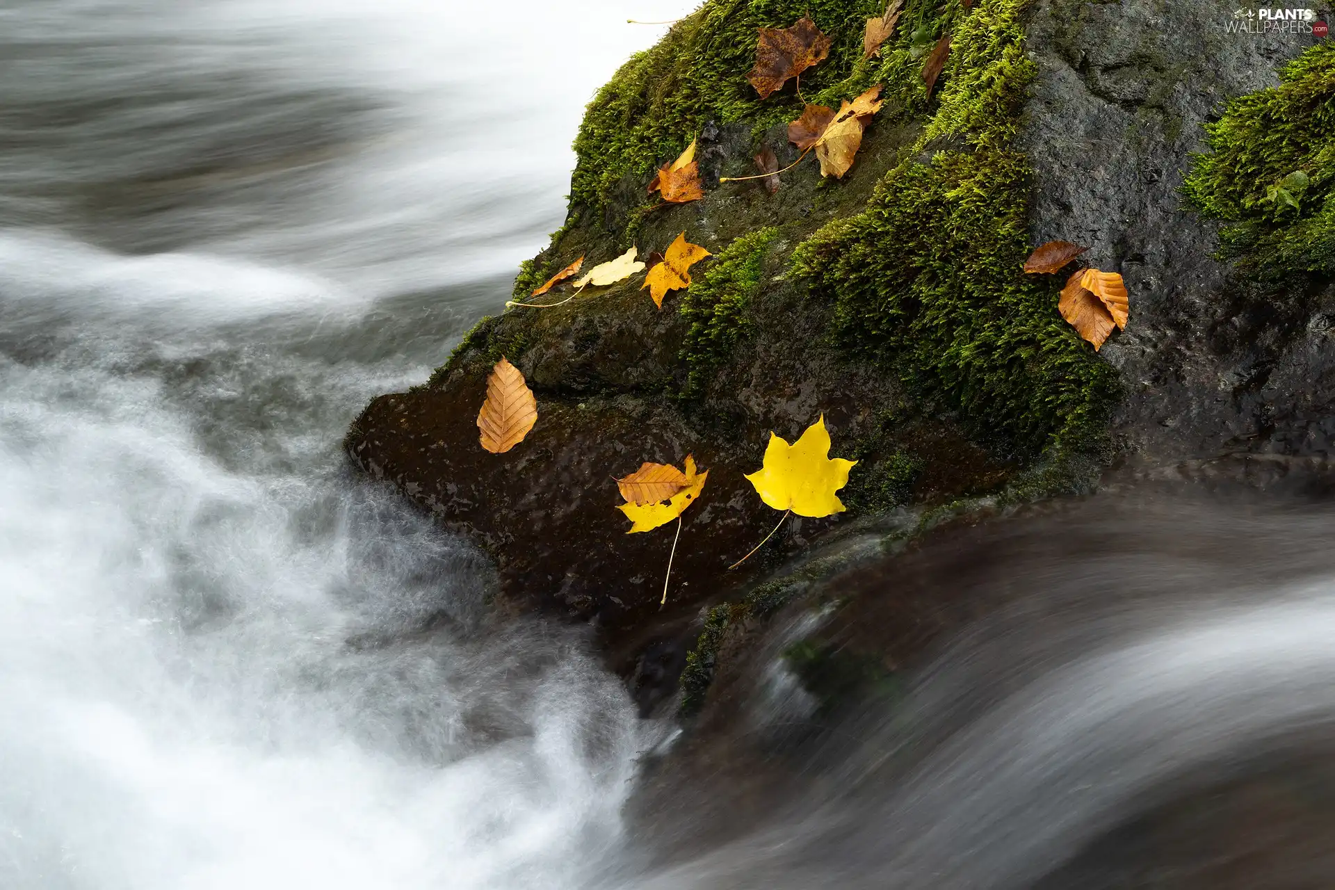 Leaf, River, Rocks, Stone, Mossy