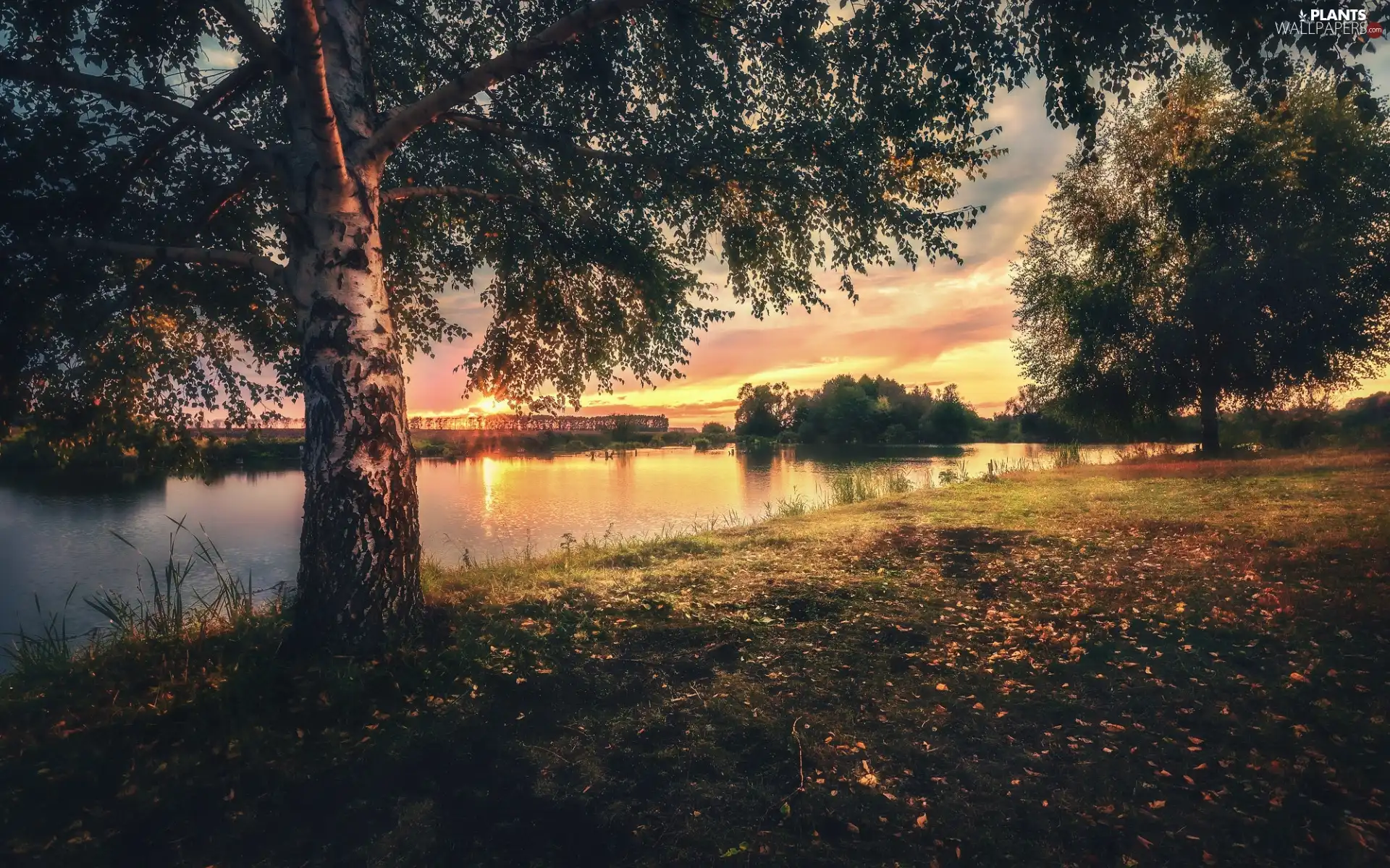 trees, Great Sunsets, birch-tree, clouds, viewes, River