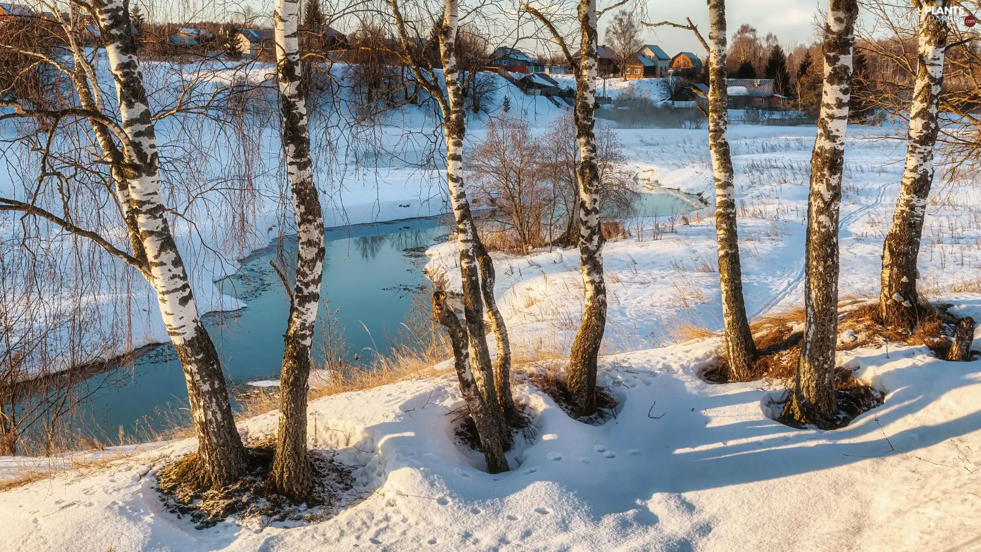 winter, birch, Houses, River