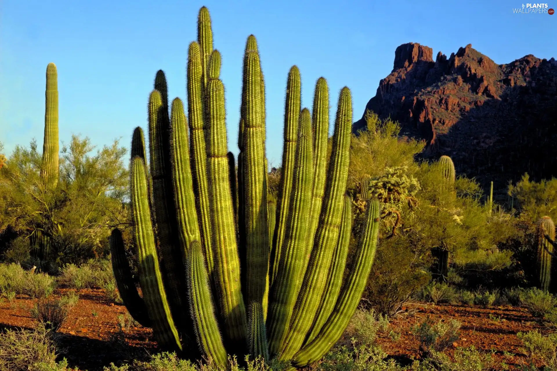 rocks, Cactus, Bush