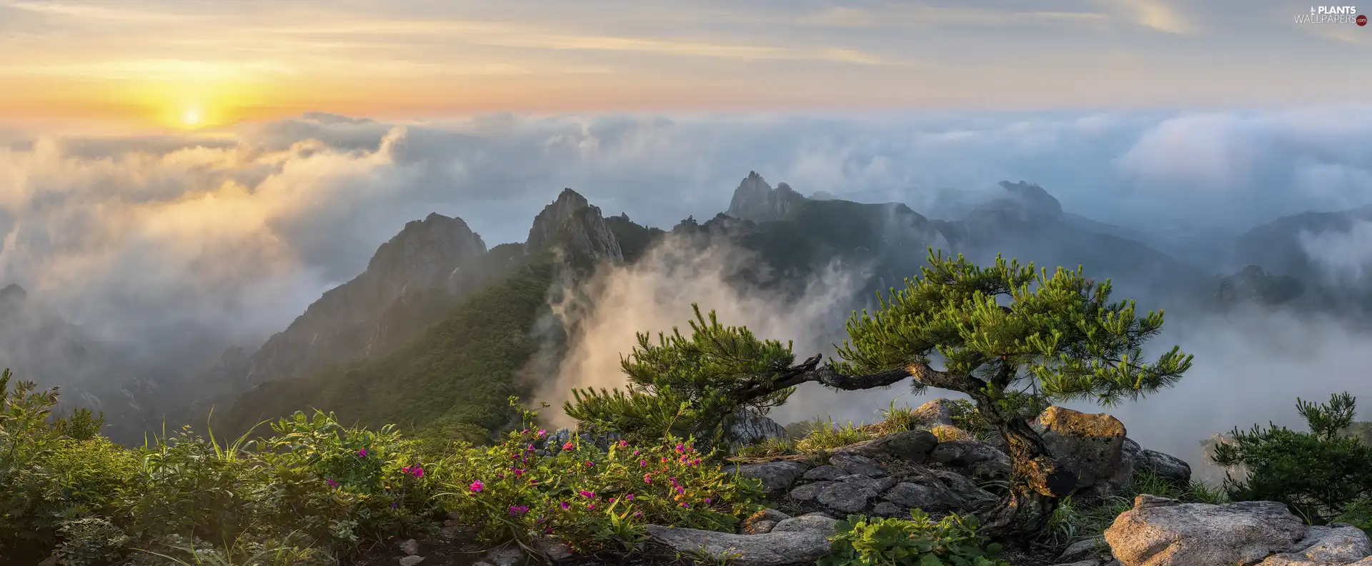 pine, Wolchulsan National Park, Sunrise, rocks, Wolchulsan Mountains, Fog, South Korea