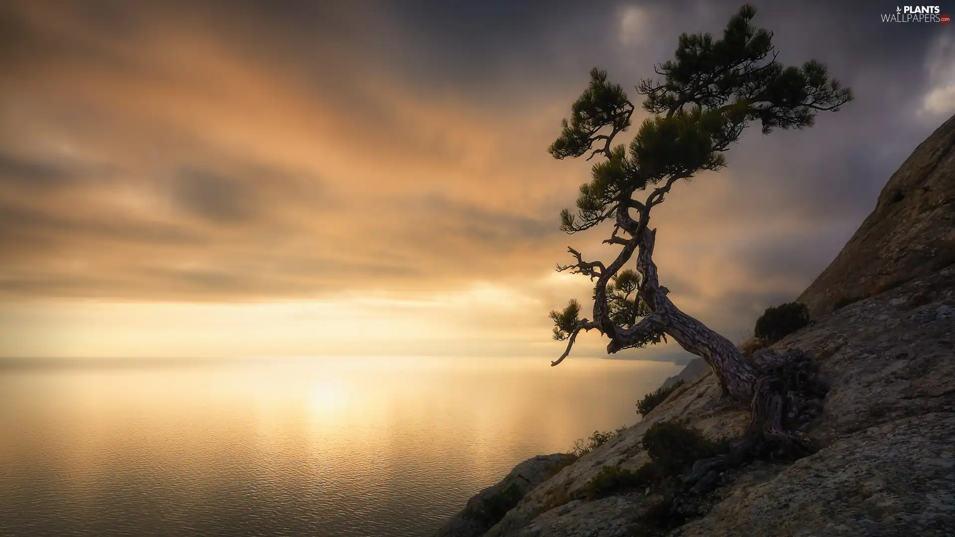 sea, pine, Sunrise, rocks