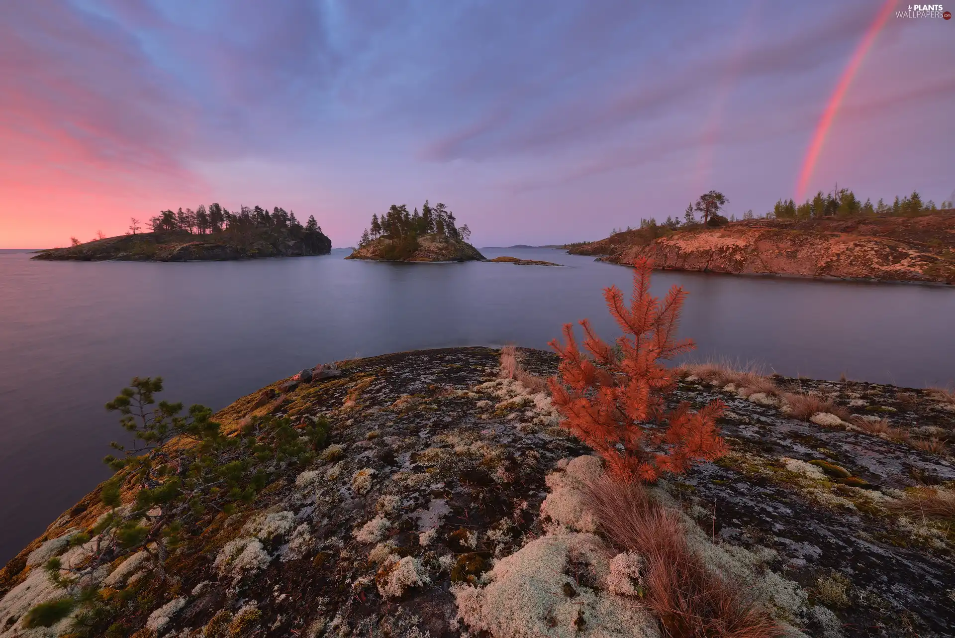 Islets, Lake Ladoga, trees, viewes, Karelia, Russia, Great Rainbows, Sunrise, Plants