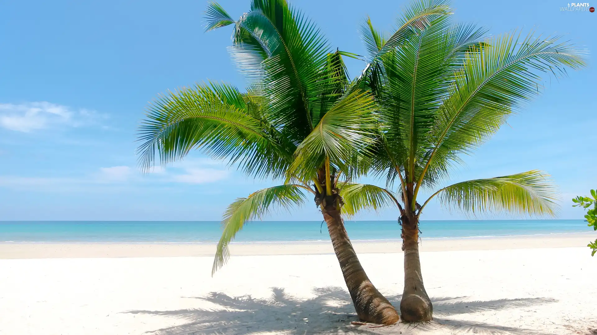 Palms, Beaches, sea, Sand