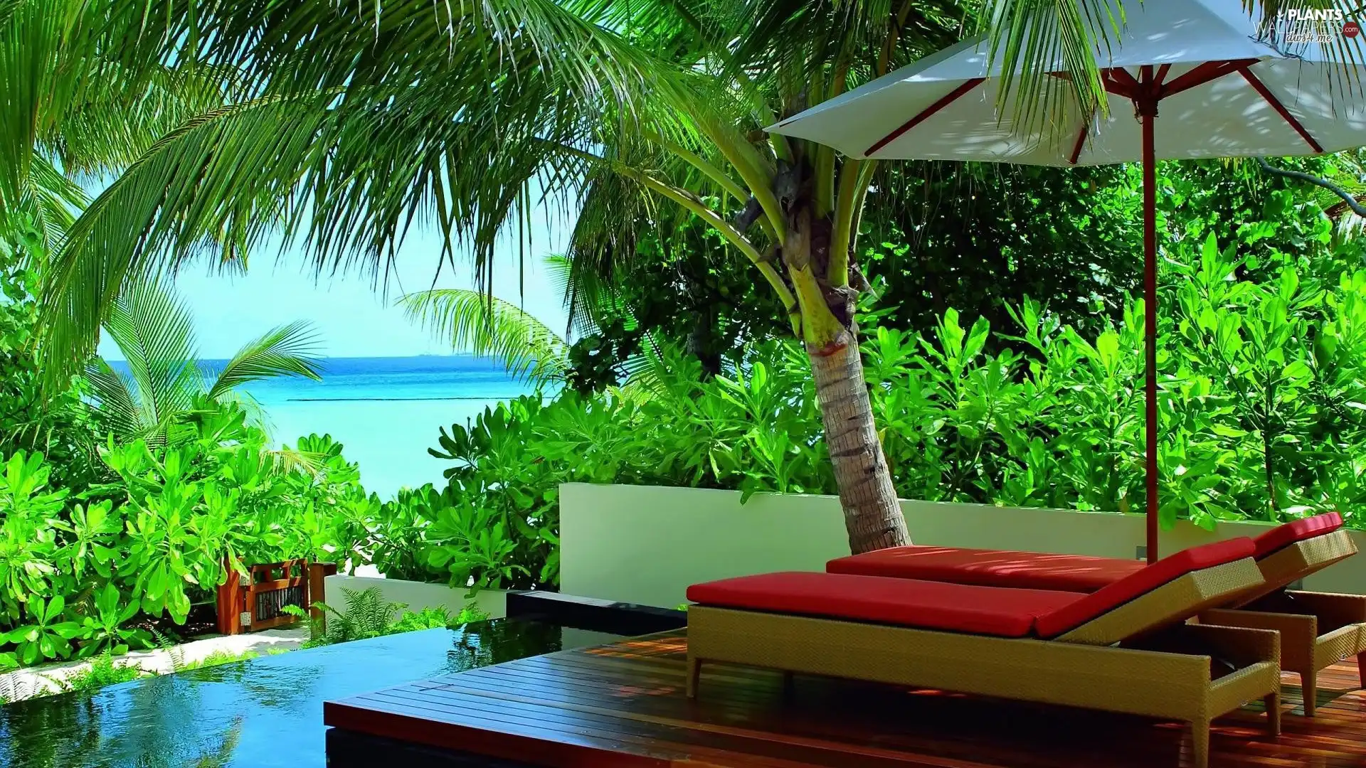sea, deck chair, Umbrella, Palms, terrace, Pool, holiday