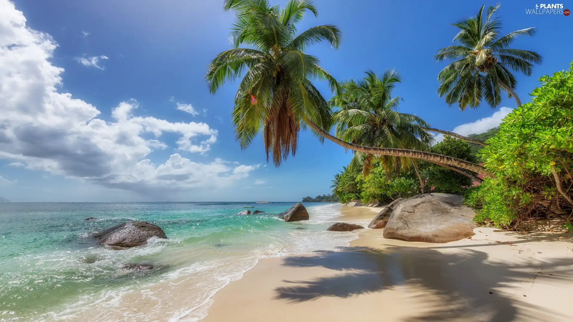 Stones, Seychelles, Beaches, Palms, sea