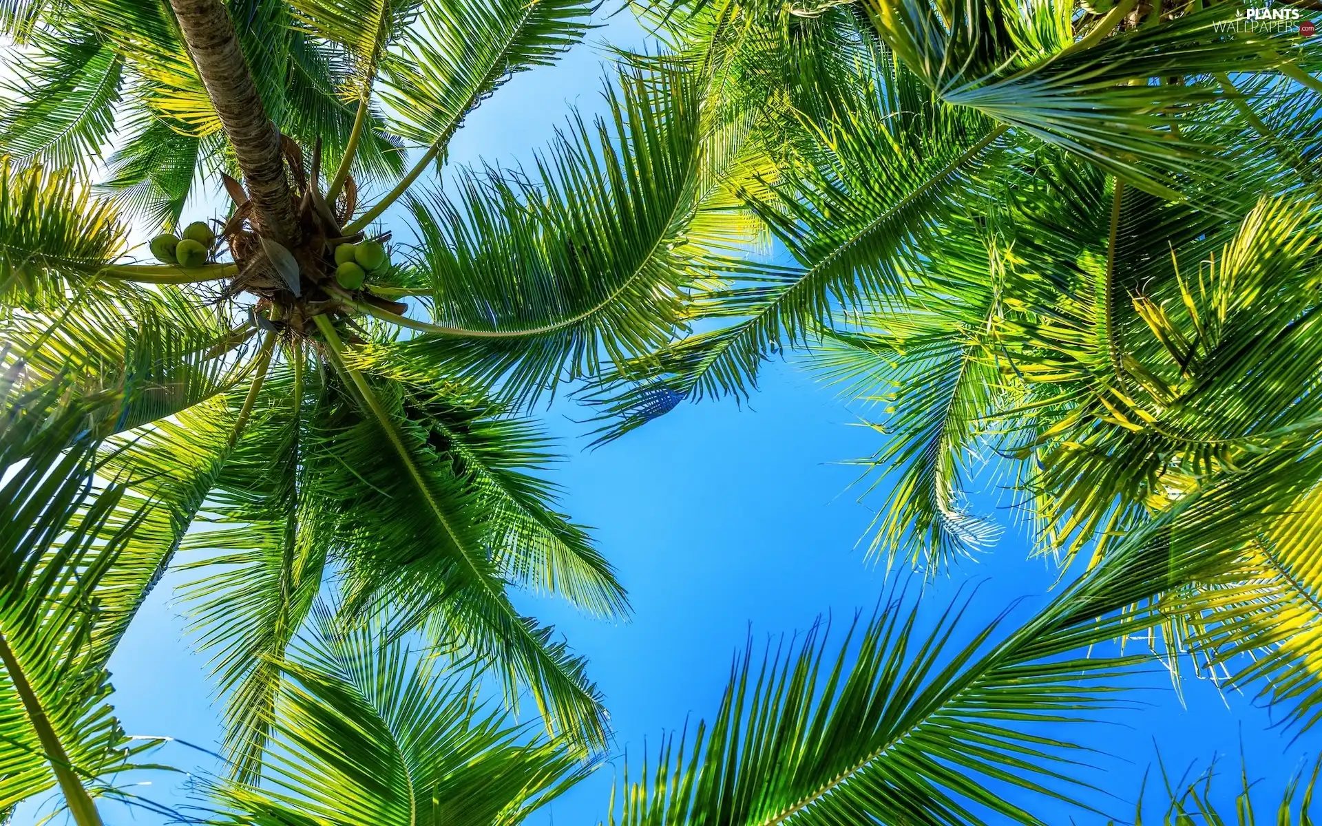 Sky, Palms, coconut