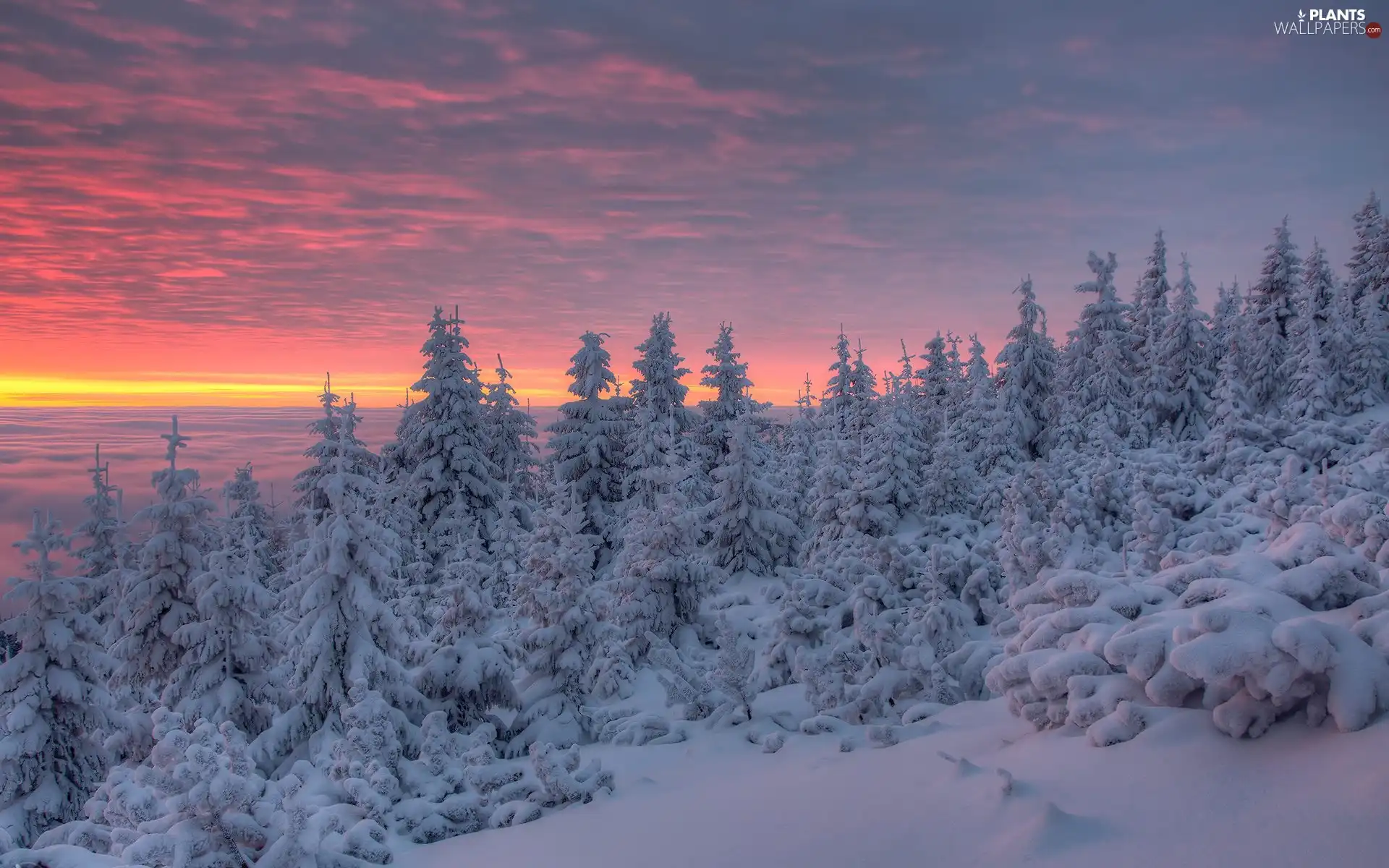 Snowy, winter, color, Sky, Spruces, Great Sunsets