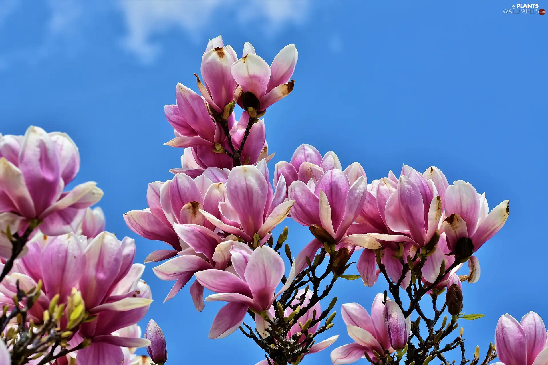 Sky, Flowers, Magnolia