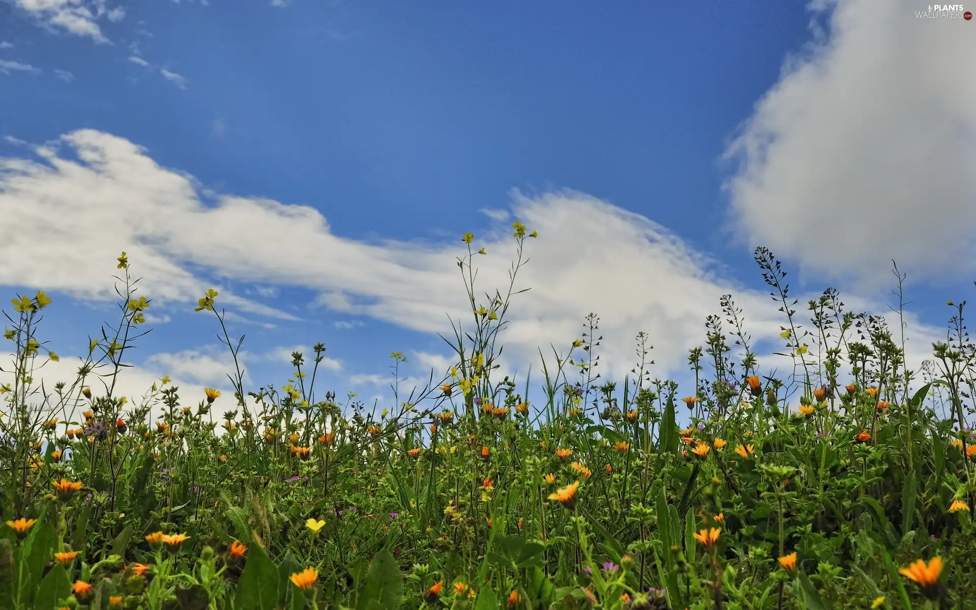 Meadow, grass, Sky, Flowers
