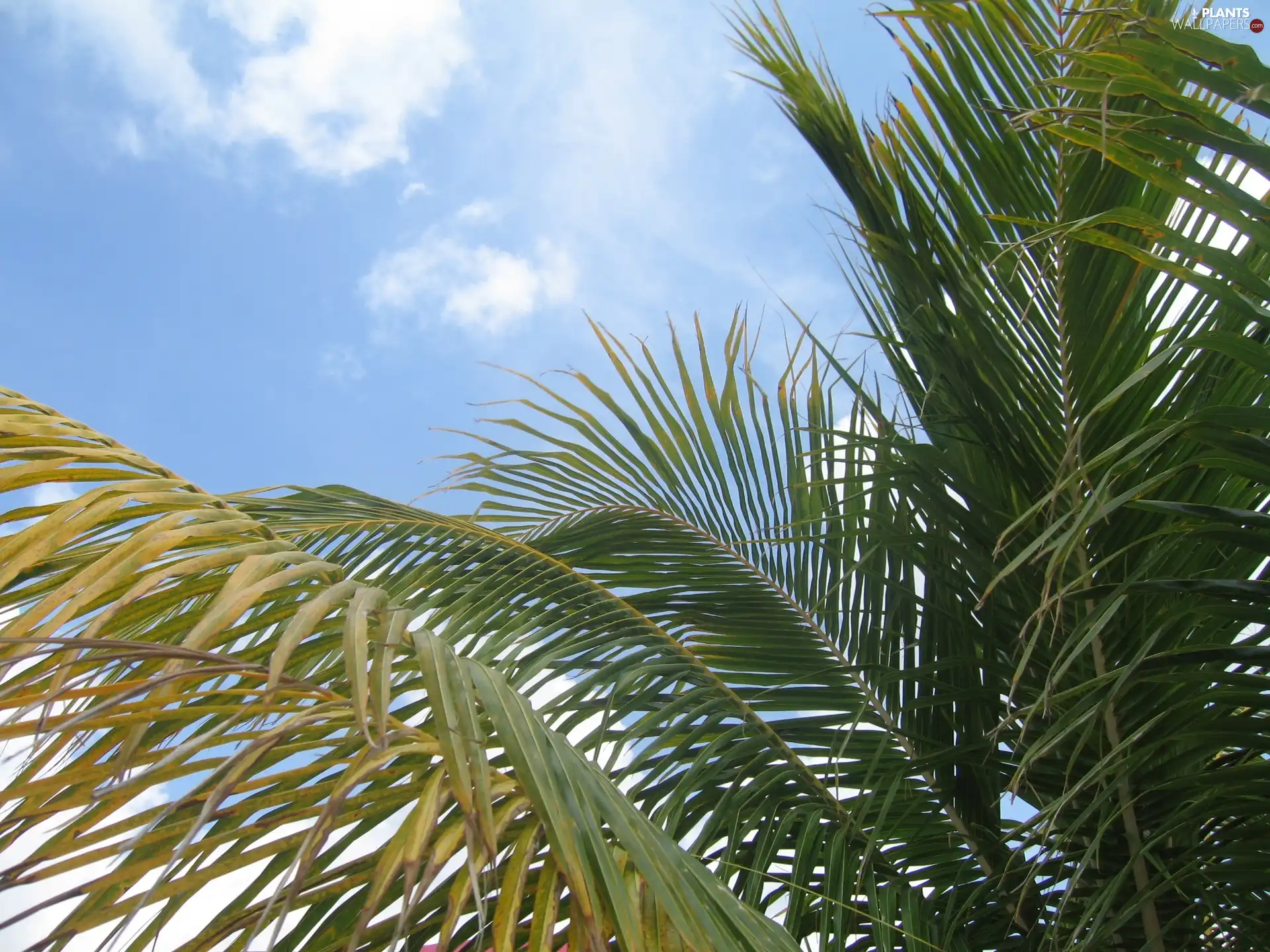 Sky, Leaf, Palms