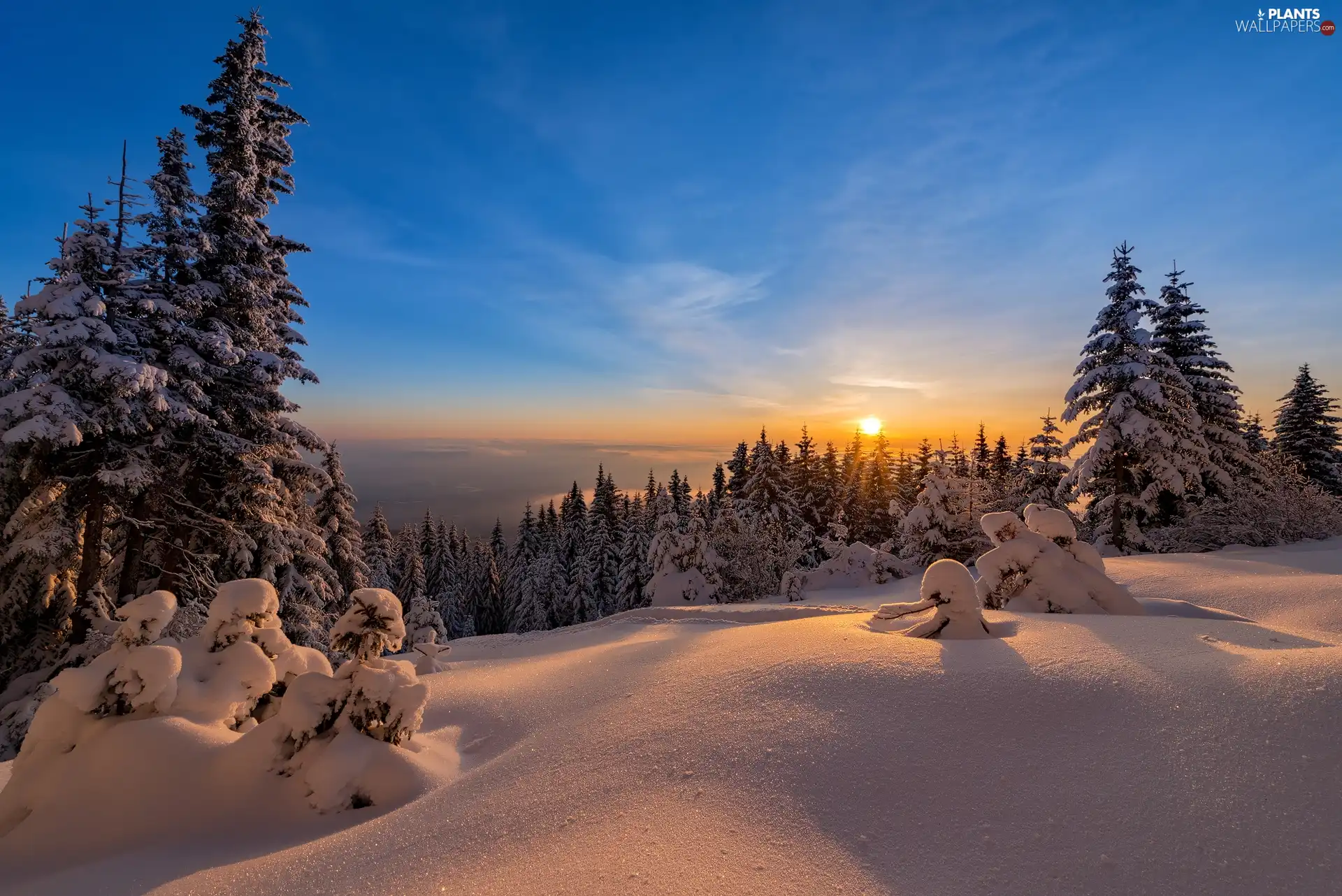 winter, snow, Great Sunsets, Spruces