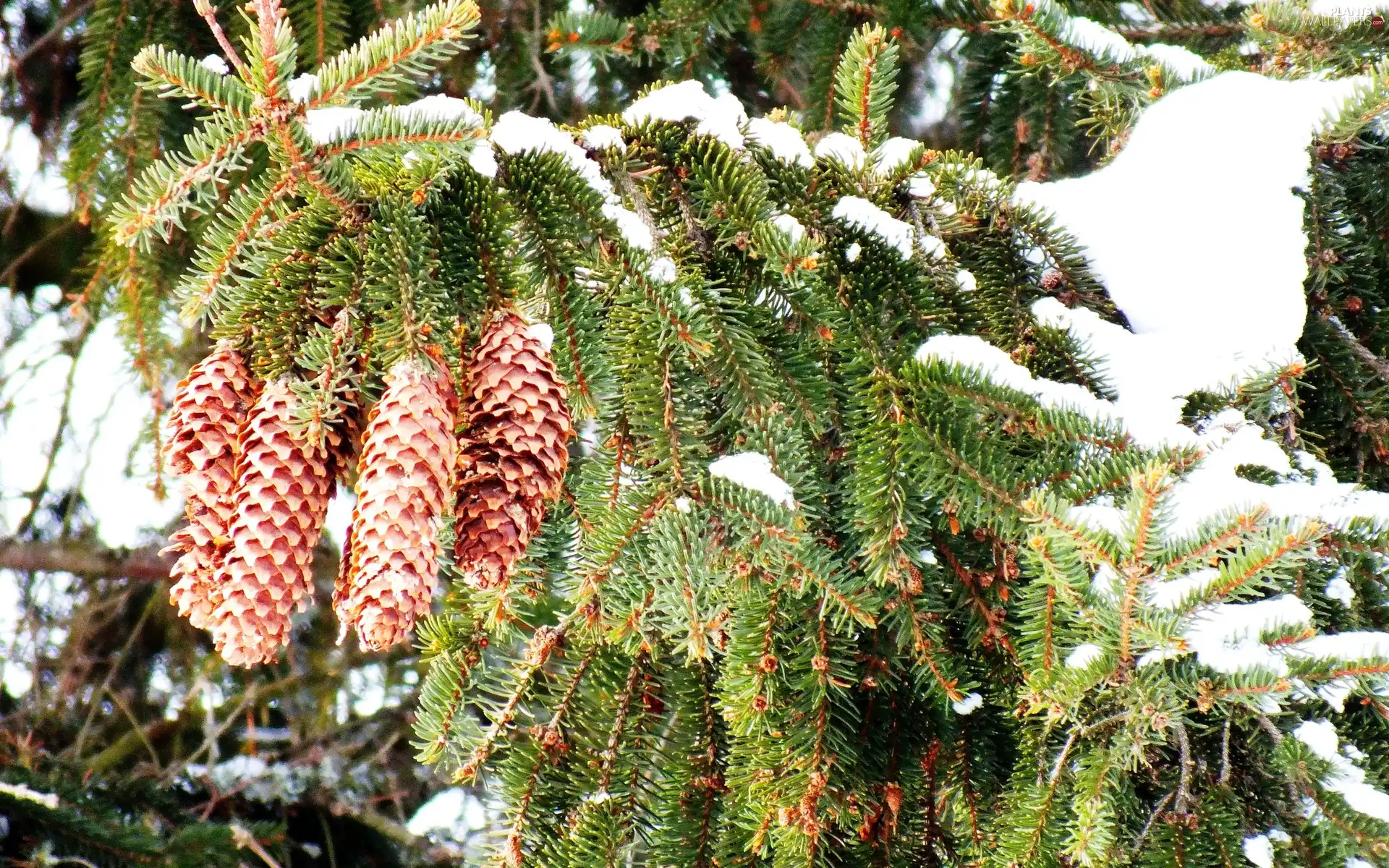 Twigs, cones, snow, spruce
