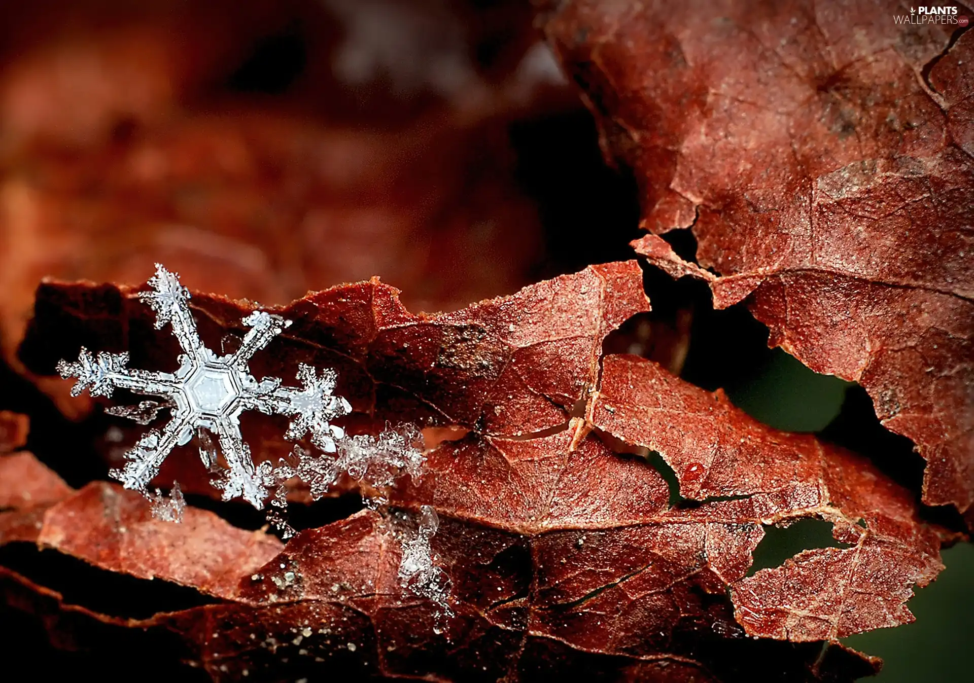 Leaf, snowflake