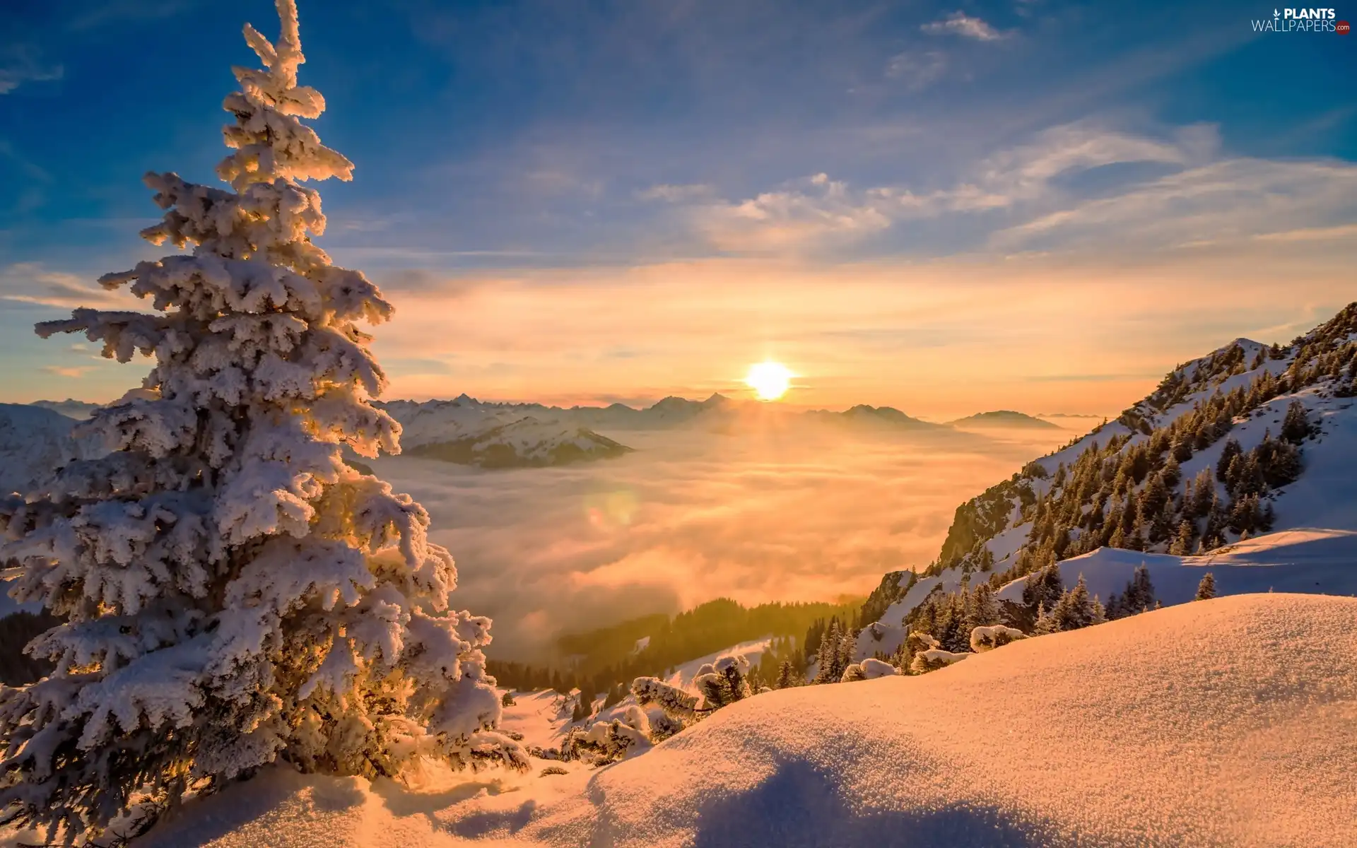Fog, Sunrise, trees, Mountains, winter, Snowy, spruce