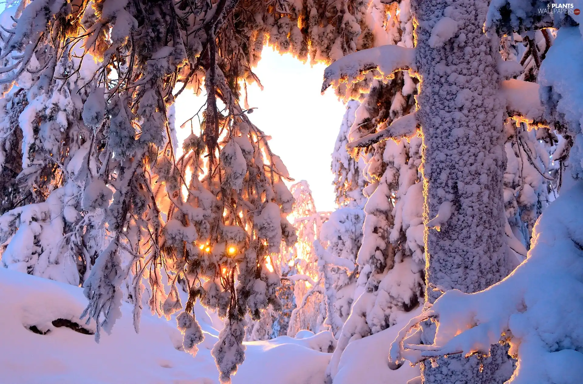 trees, winter, drifts, light breaking through sky, viewes, Snowy