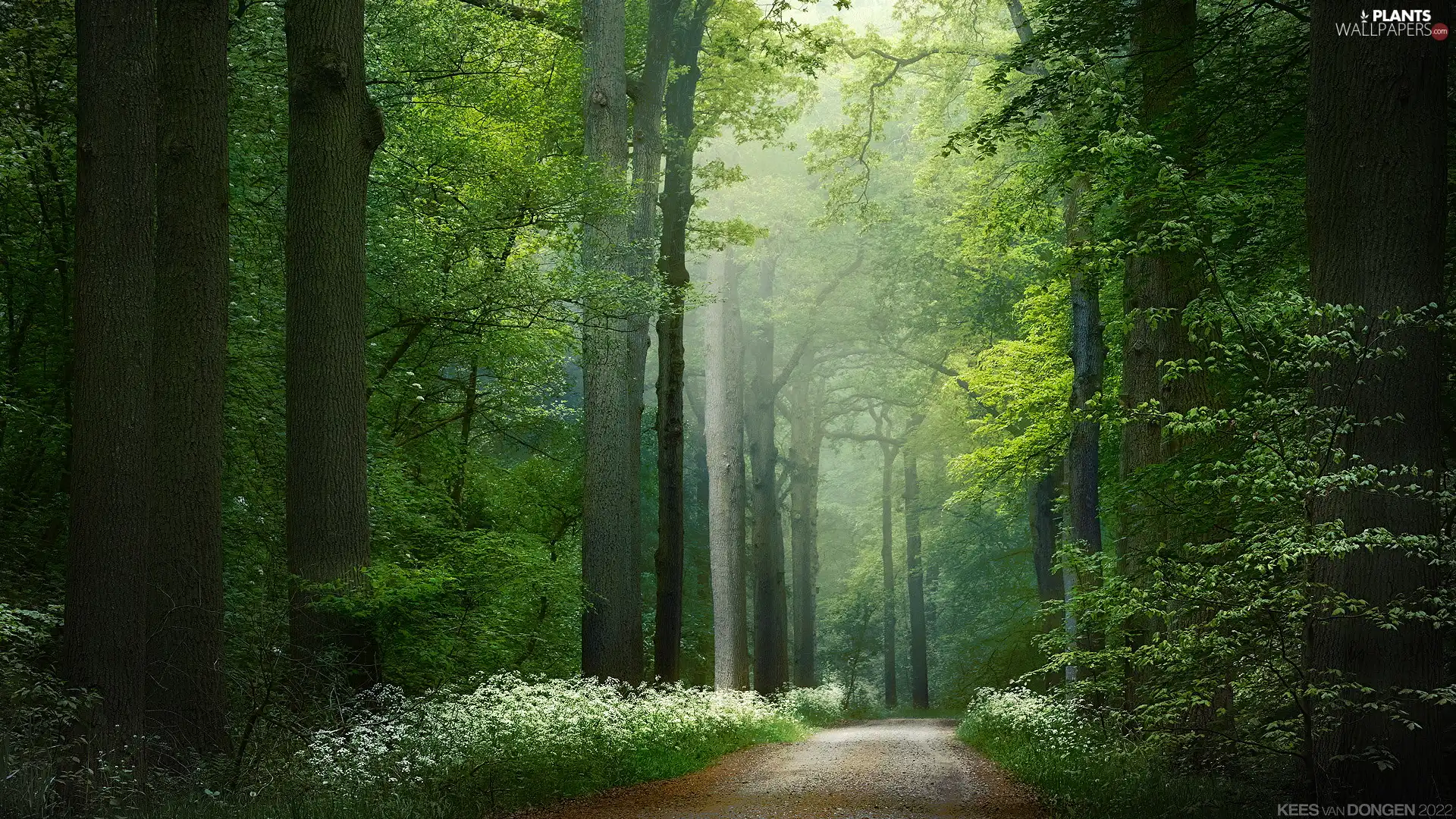 trees, Green, Way, Spring, viewes, forest