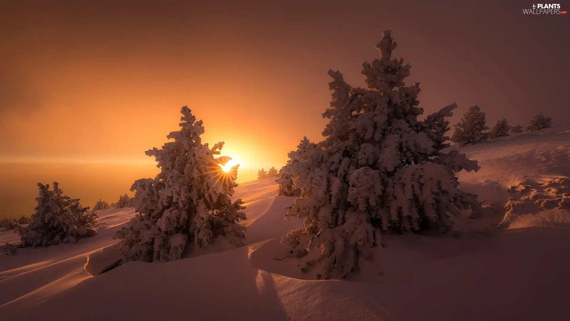 winter, Great Sunsets, Spruces, snow