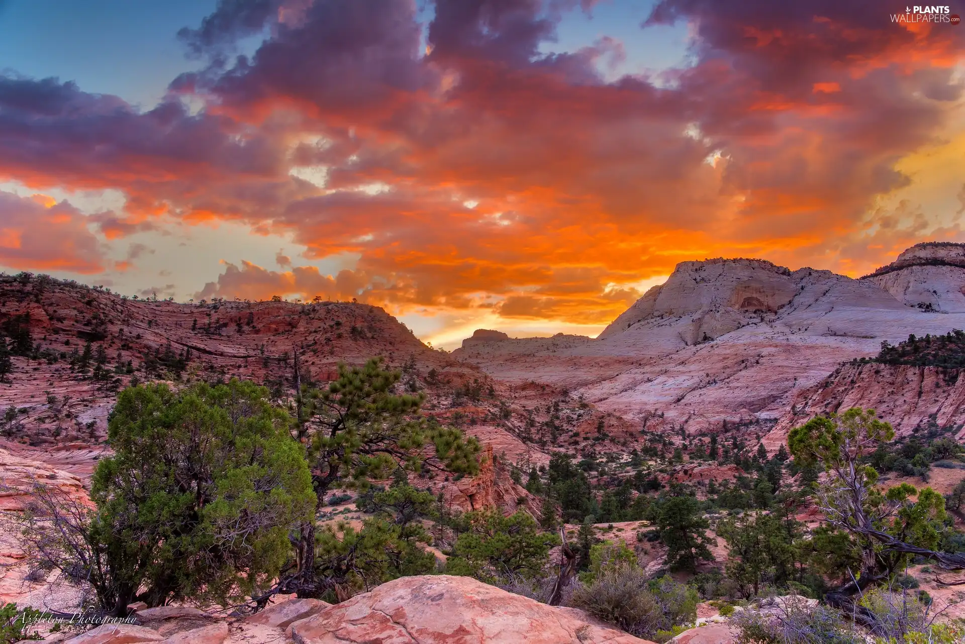 viewes, rocks, Utah State, trees, Zion National Park, Great Sunsets, The United States