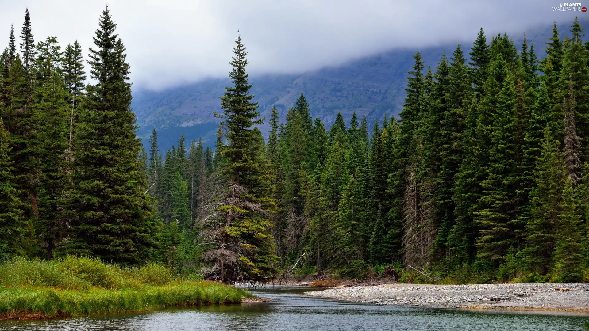 forest, River, Mountains, Fog, Montana State, The United States, viewes, Glacier National Park, trees